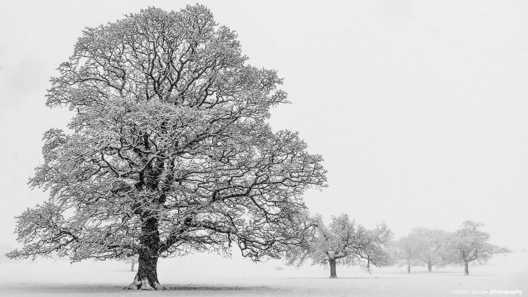 Sigma 17-70mm F2.8-4 DC Macro OS HSM sample photo. Whiteout photography