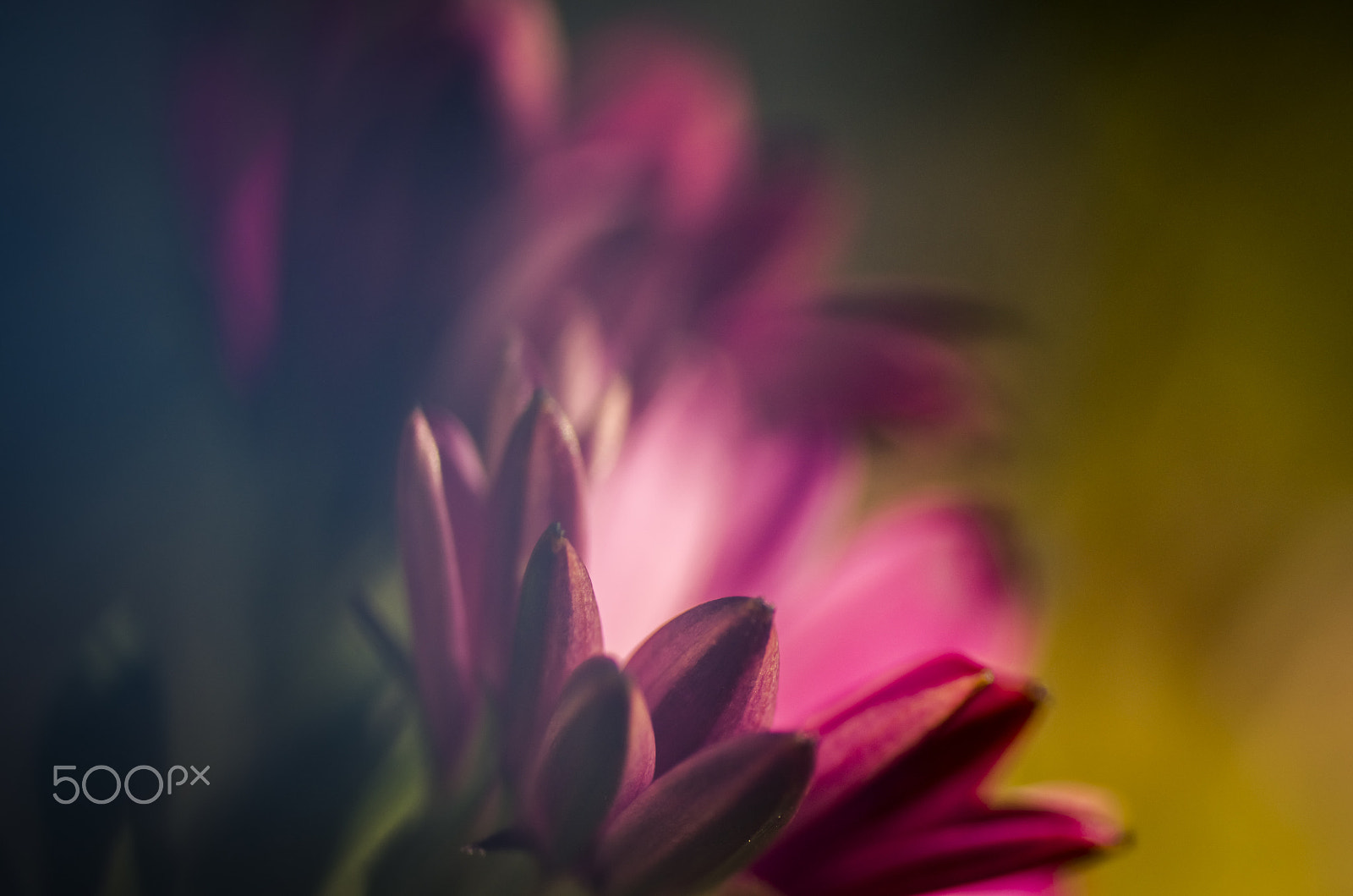 Tamron SP AF 90mm F2.8 Di Macro sample photo. Cape daisy photography