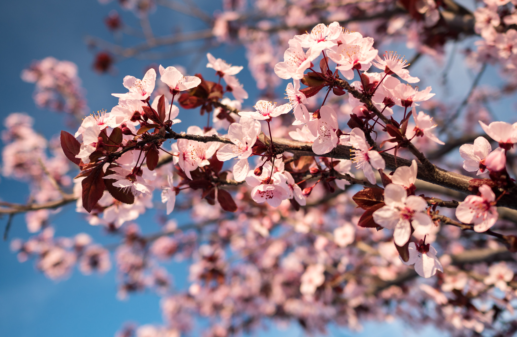 Panasonic Lumix DMC-GX8 + LEICA DG SUMMILUX 15/F1.7 sample photo. Totally not cherry blossoms photography