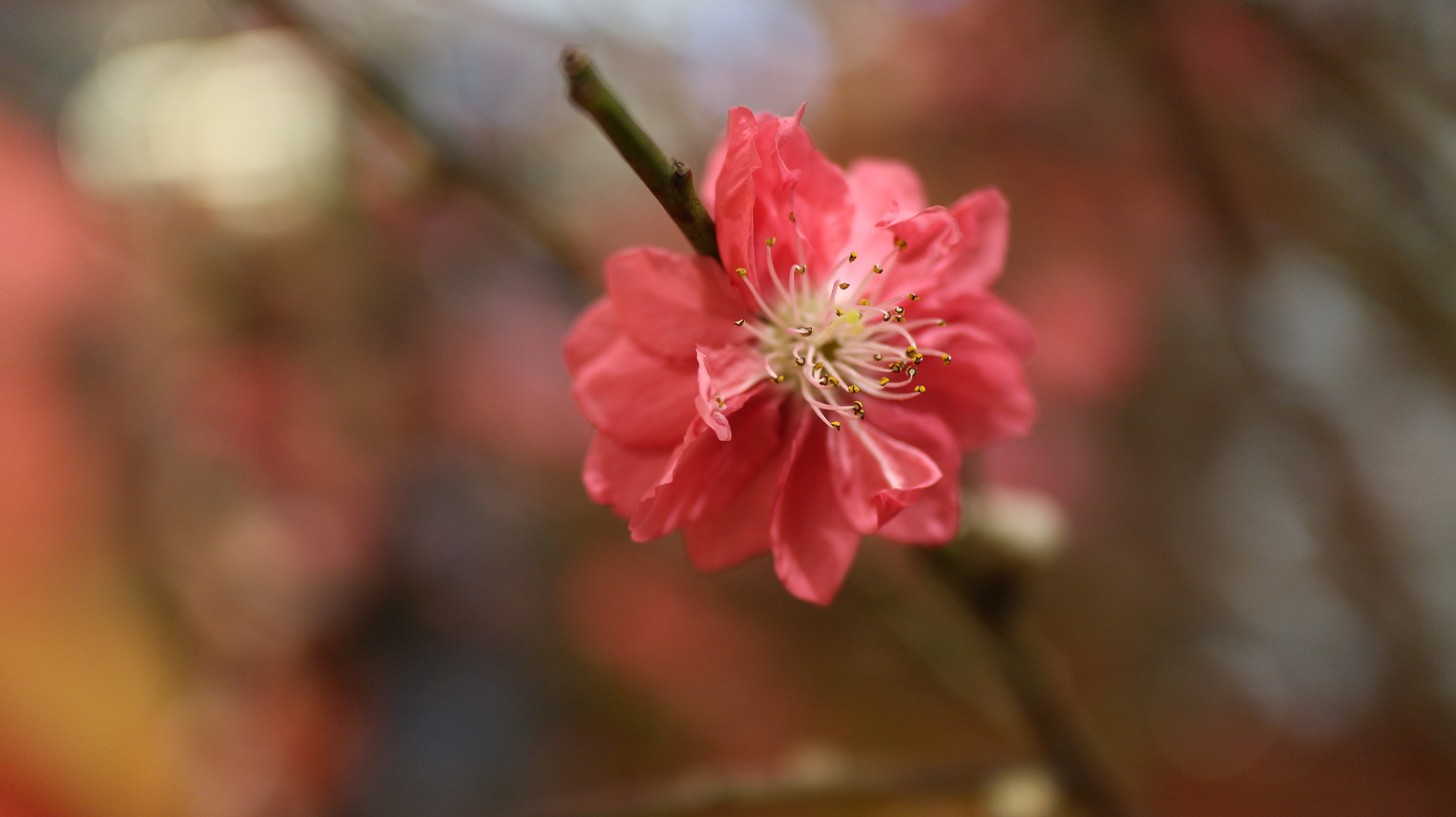 Canon EOS M10 + Canon EF-M 22mm F2 STM sample photo. The peach blossom photography