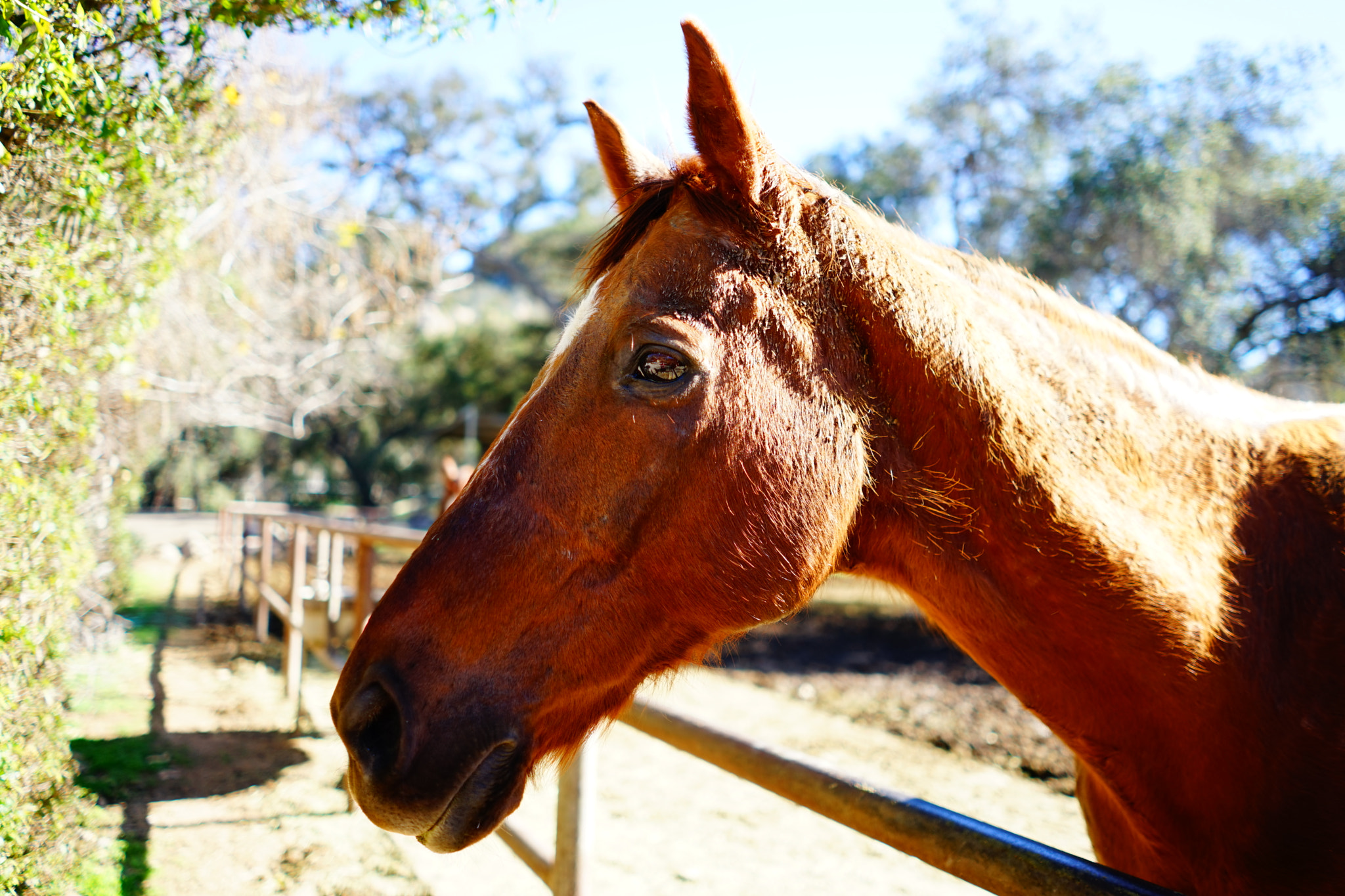 Sony a7 + Sony FE 28mm F2 sample photo. Horse jumping photography