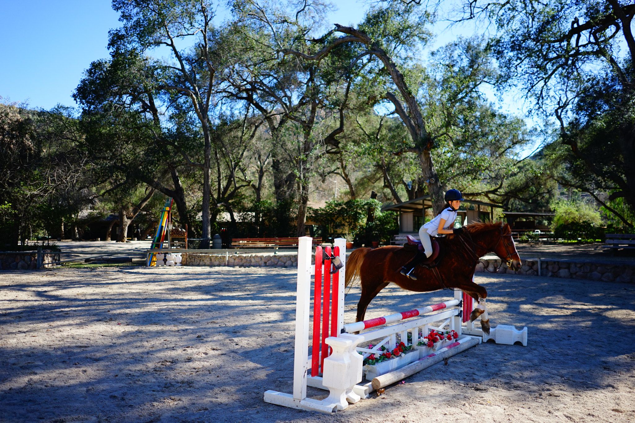 Sony a7 + Sony FE 28mm F2 sample photo. Horse jumping photography