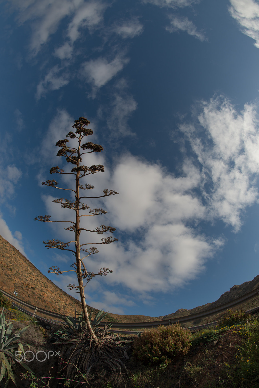 Samyang 12mm F2.8 ED AS NCS Fisheye sample photo. Agava photography