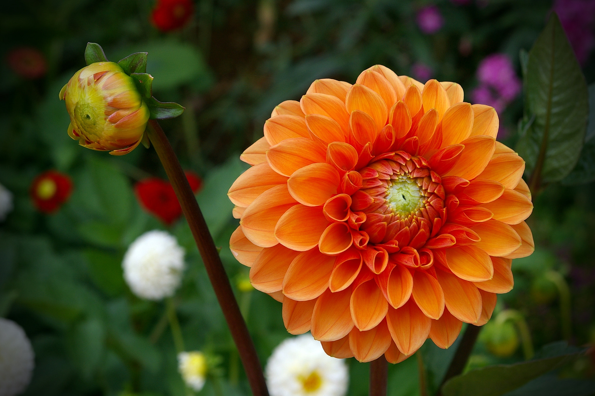 Pentax *ist DS sample photo. Flower photography