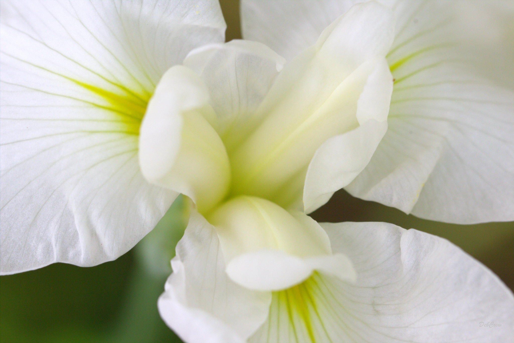 Canon EF 100mm F2.8L Macro IS USM sample photo. Milky photography