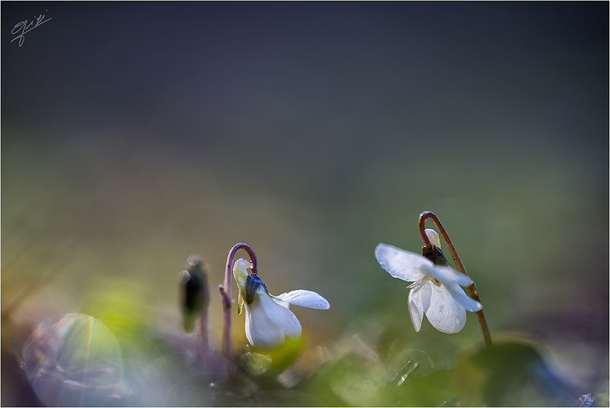 Sigma 150mm F2.8 EX DG OS Macro HSM sample photo. White violets photography