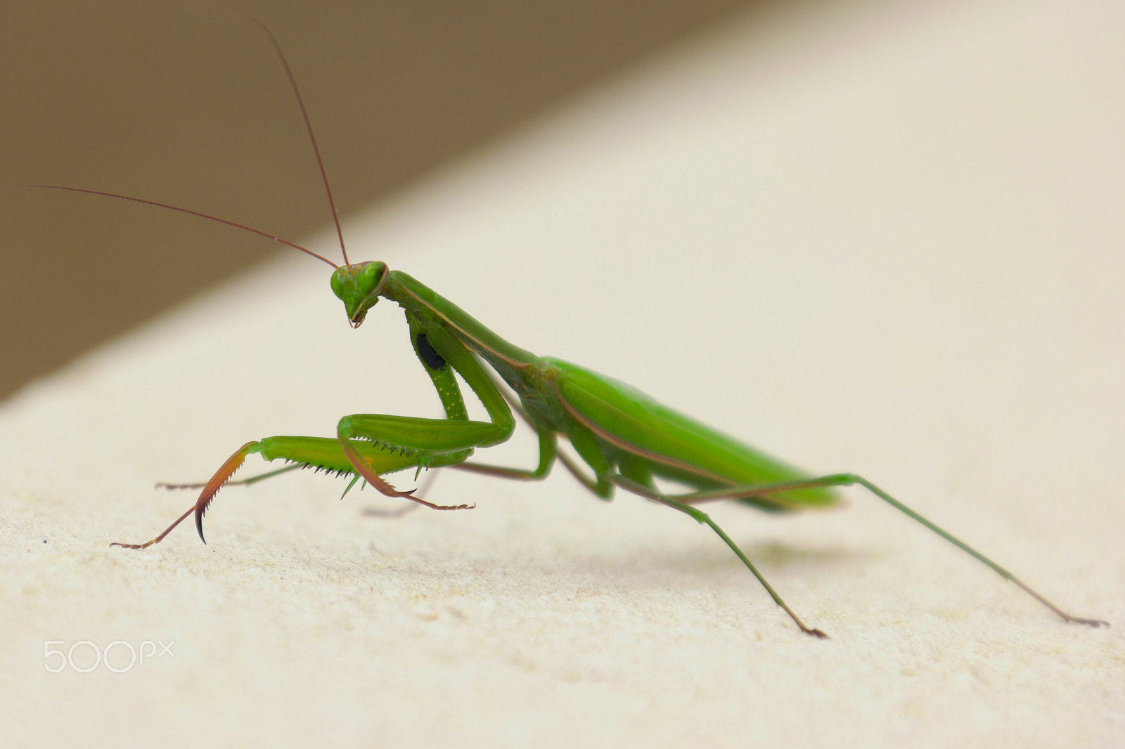 Samsung NX500 + NX 18-200mm F3.5-6.3 sample photo. Praying mantis photography