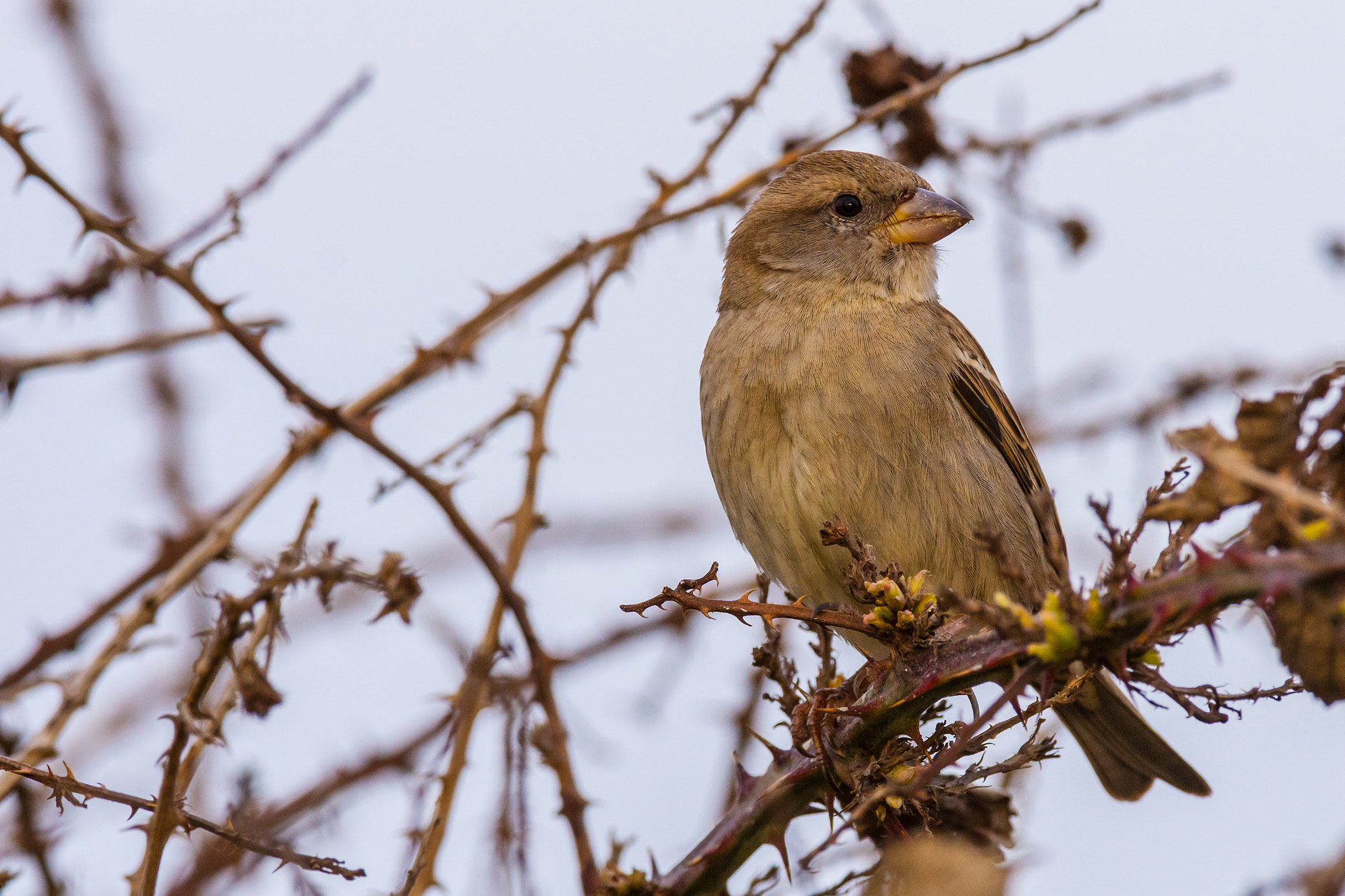 Sony 300mm F2.8 G SSM II sample photo. Passer hispaniolensis photography