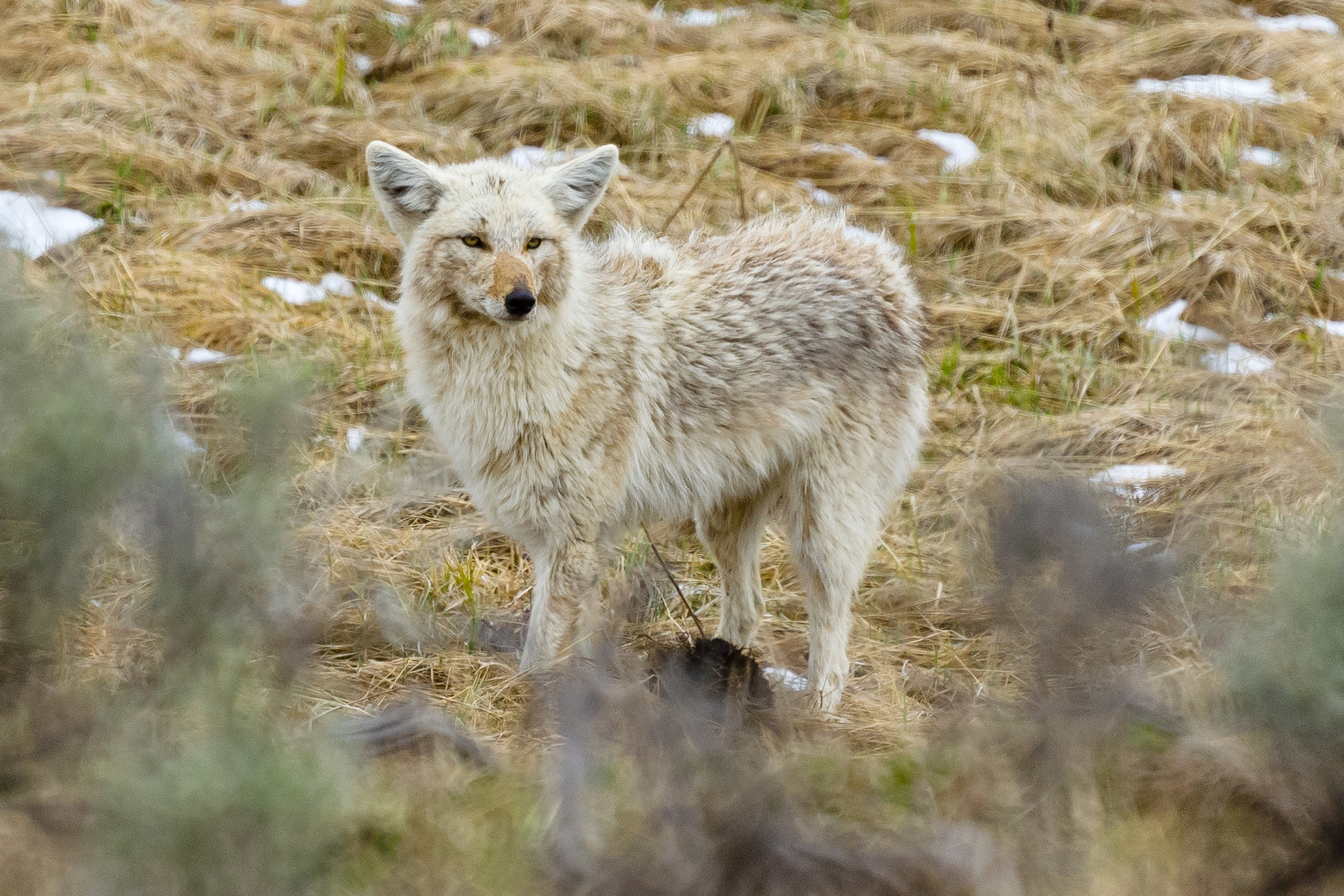 Sony 500mm F8 Reflex sample photo. Wild coyote photography
