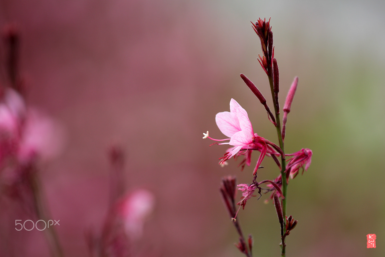 Canon EOS 100D (EOS Rebel SL1 / EOS Kiss X7) + Canon EF 70-200mm F4L IS USM sample photo. Beeblossom, gaura photography