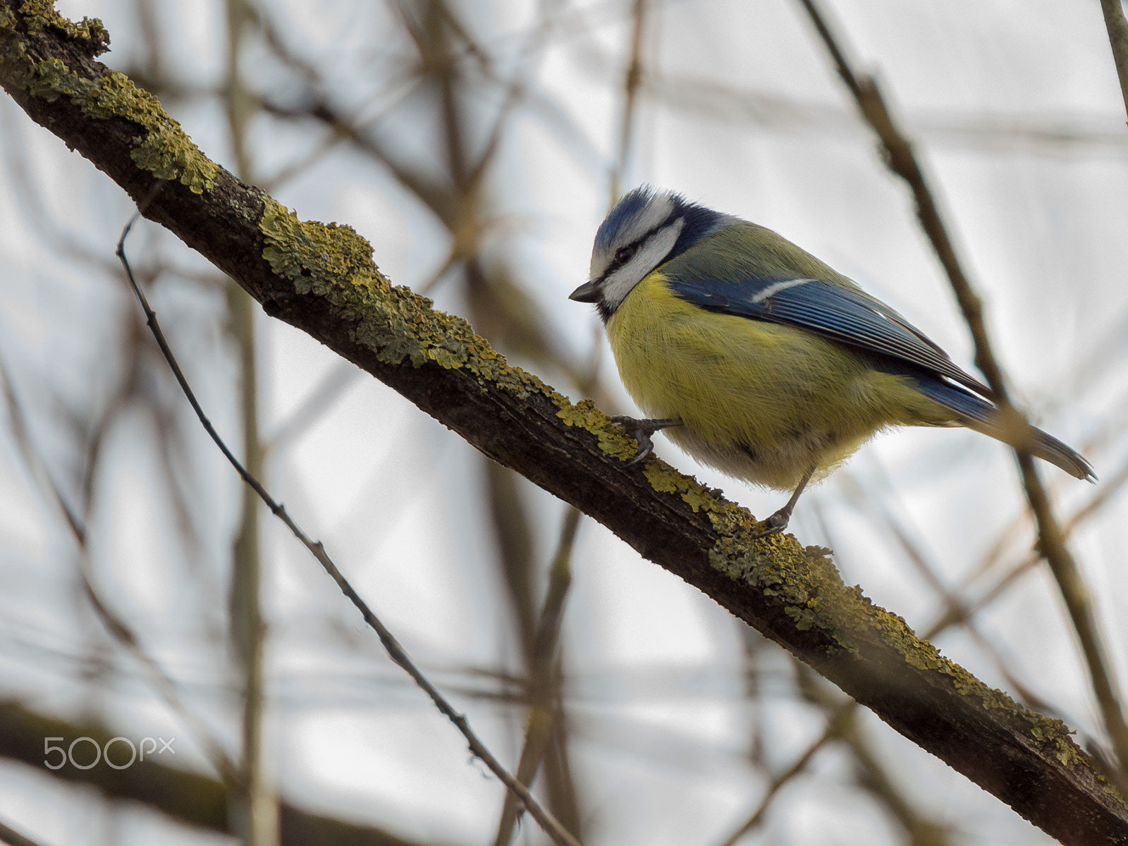 Sony SLT-A77 + Minolta AF 300mm F2.8 HS-APO G sample photo. Blaumeise photography