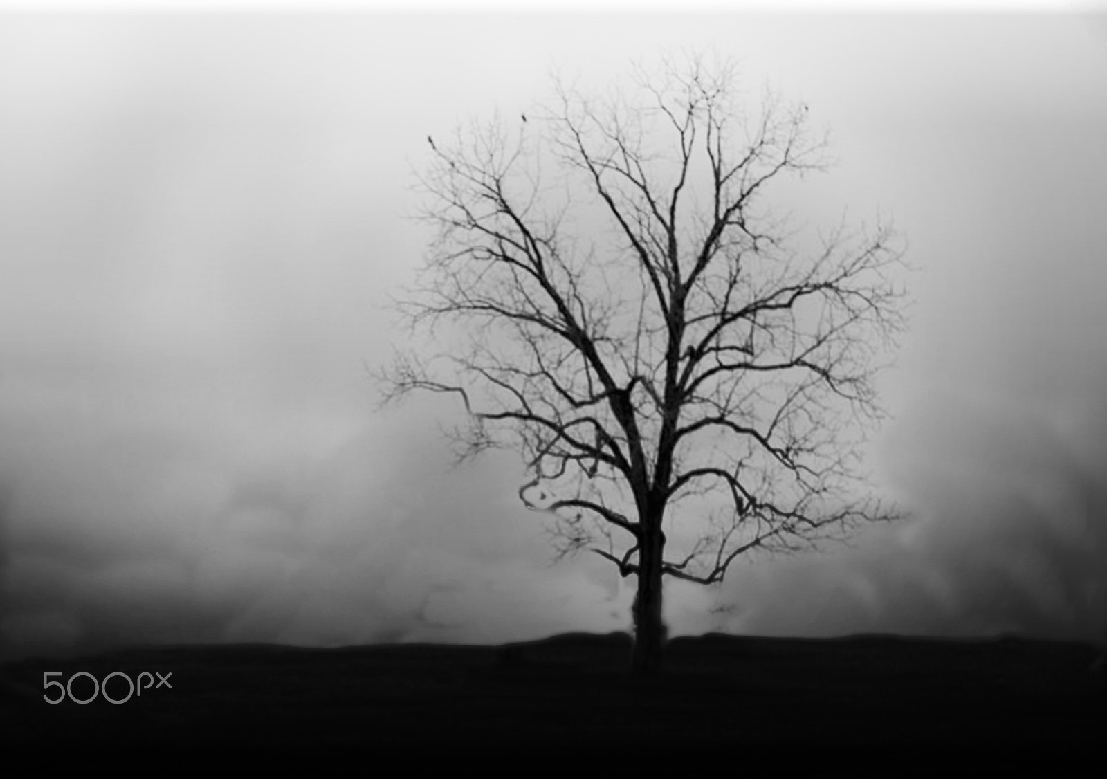 Sigma 10-20mm F3.5 EX DC HSM sample photo. Hill tree photography