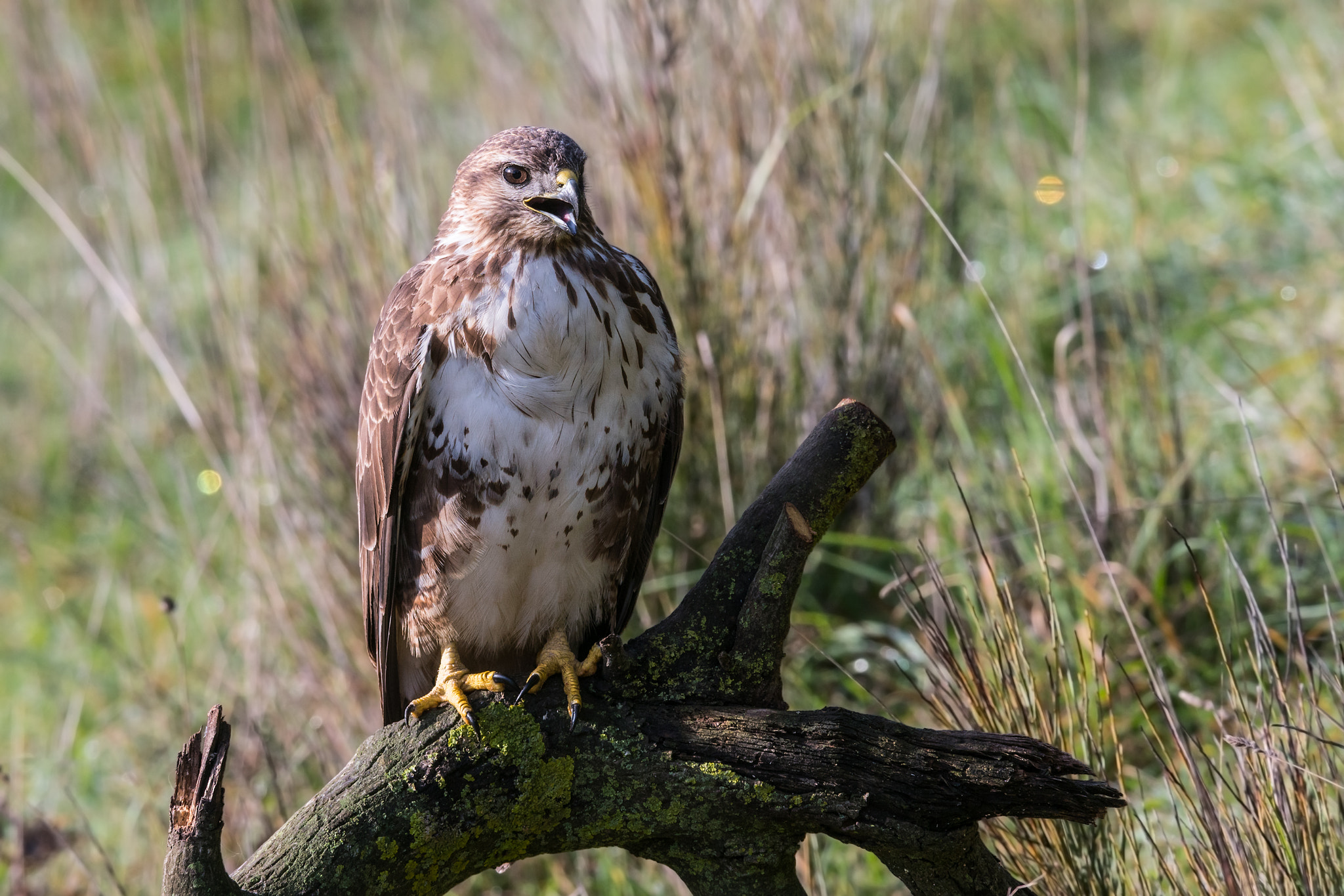 Sony 300mm F2.8 G SSM II sample photo. Buteo buteo photography