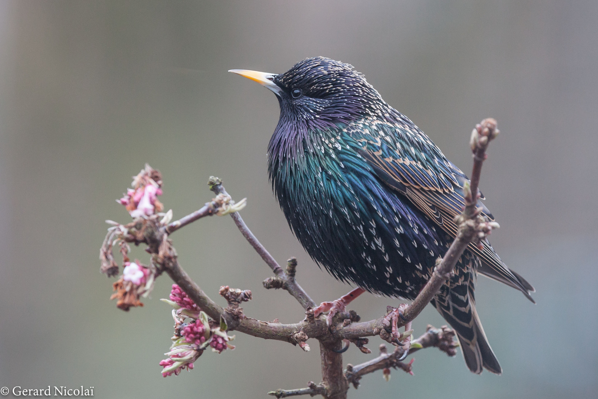Canon EF 300mm F2.8L IS USM sample photo. Shining starling photography