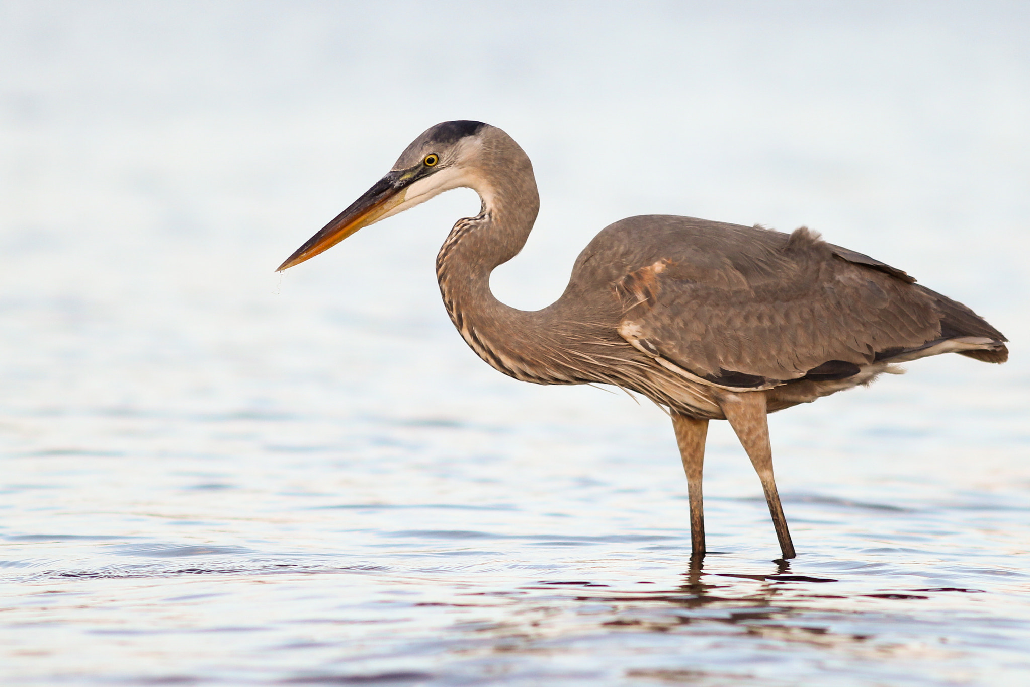 Canon EOS 60D + Canon EF 200mm F2.8L II USM sample photo. Ardea herodias photography