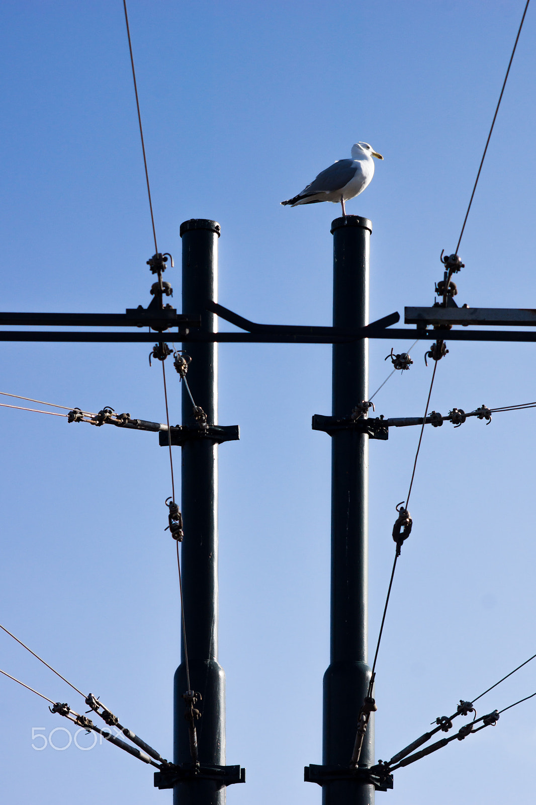 Sony Alpha NEX-7 + Minolta AF 100-200mm F4.5 sample photo. Cables, posts, seagull photography
