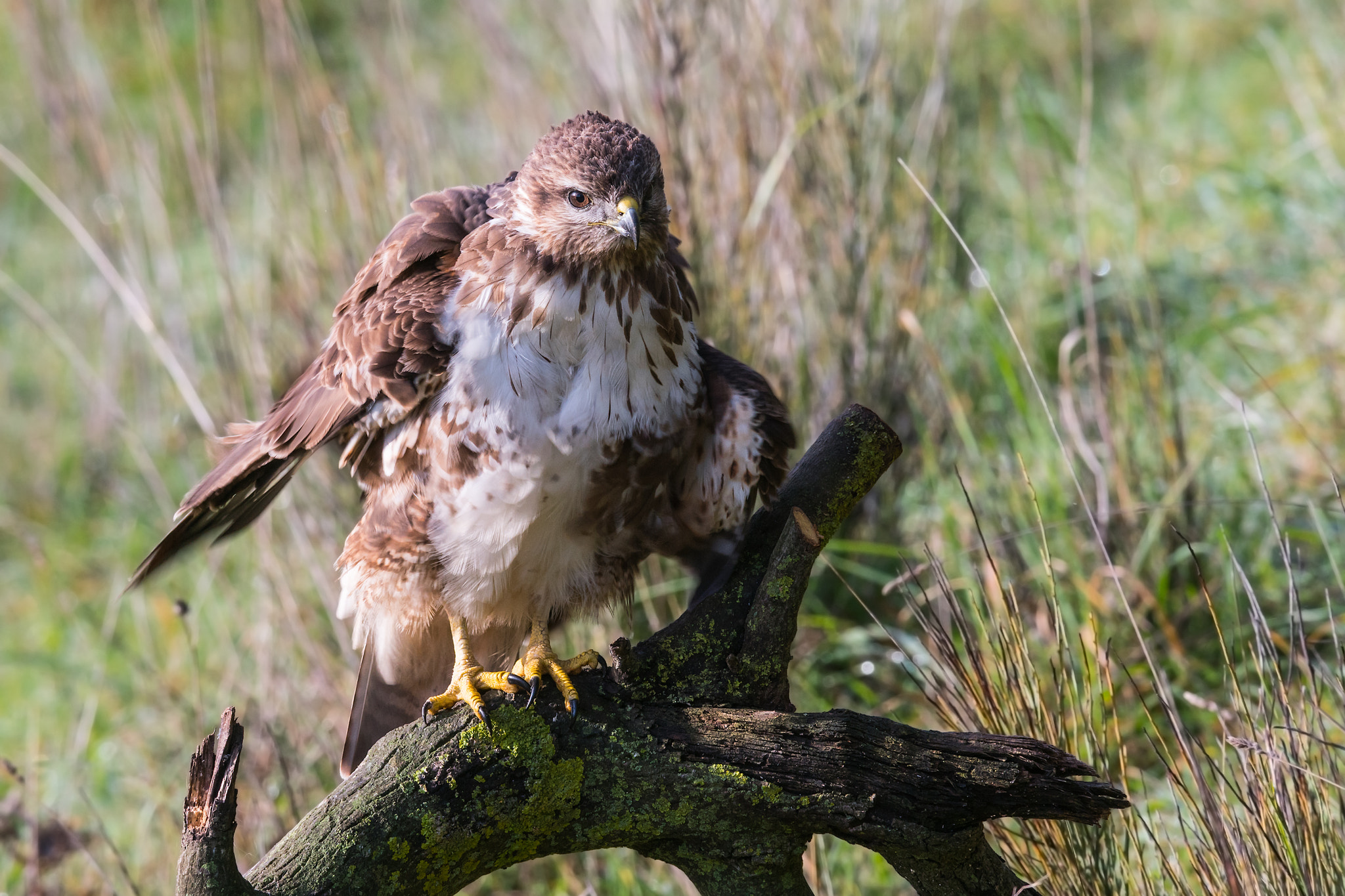 Sony 300mm F2.8 G SSM II sample photo. Buteo buteo photography