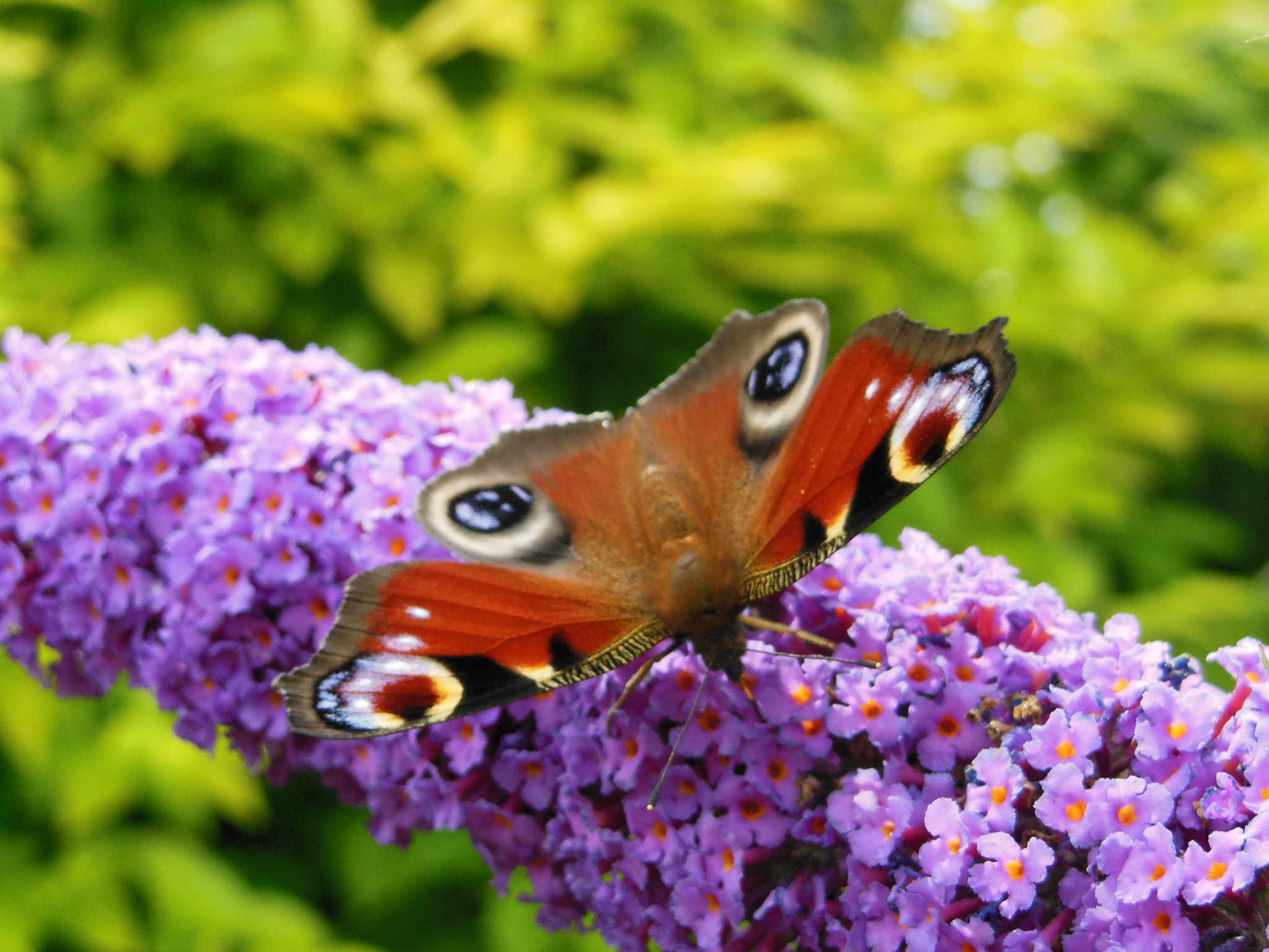 Nikon COOLPIX S9200 sample photo. Peacock butterfly photography