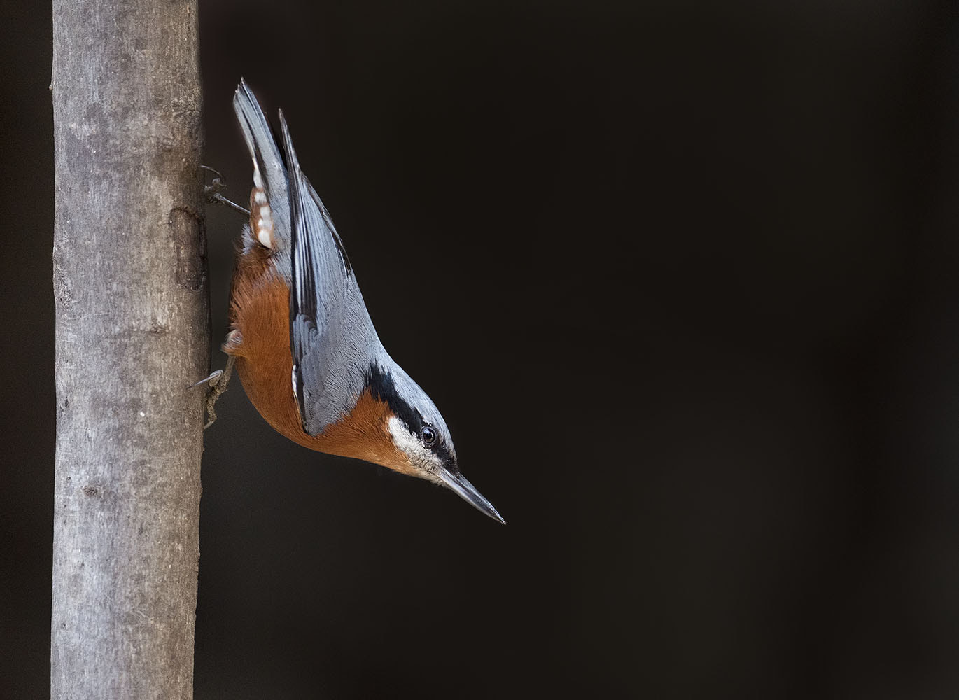 Nikon D4S sample photo. Chest nut bellied nuthatch photography