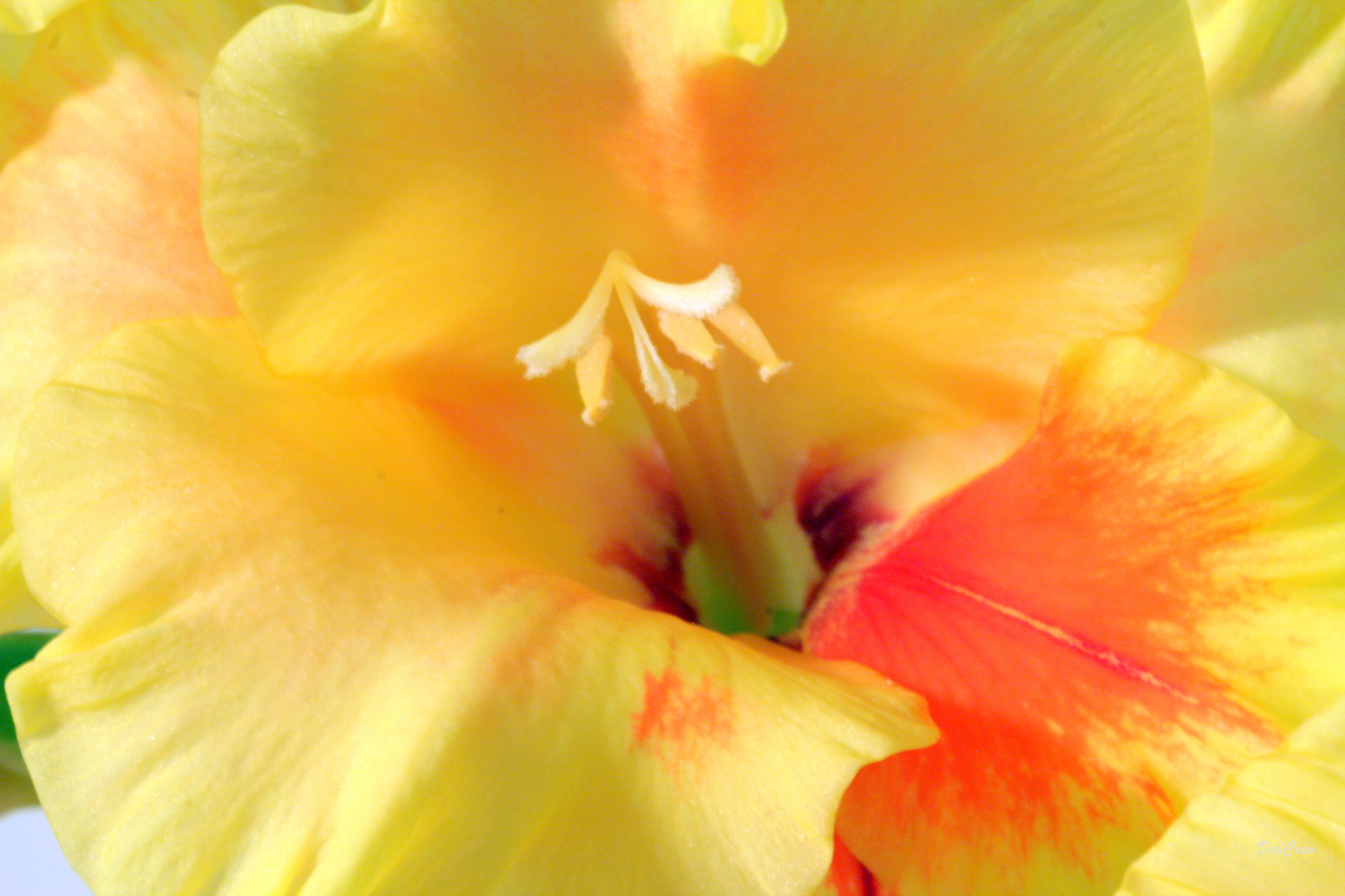 Canon EF 100mm F2.8L Macro IS USM sample photo. Glad insides photography