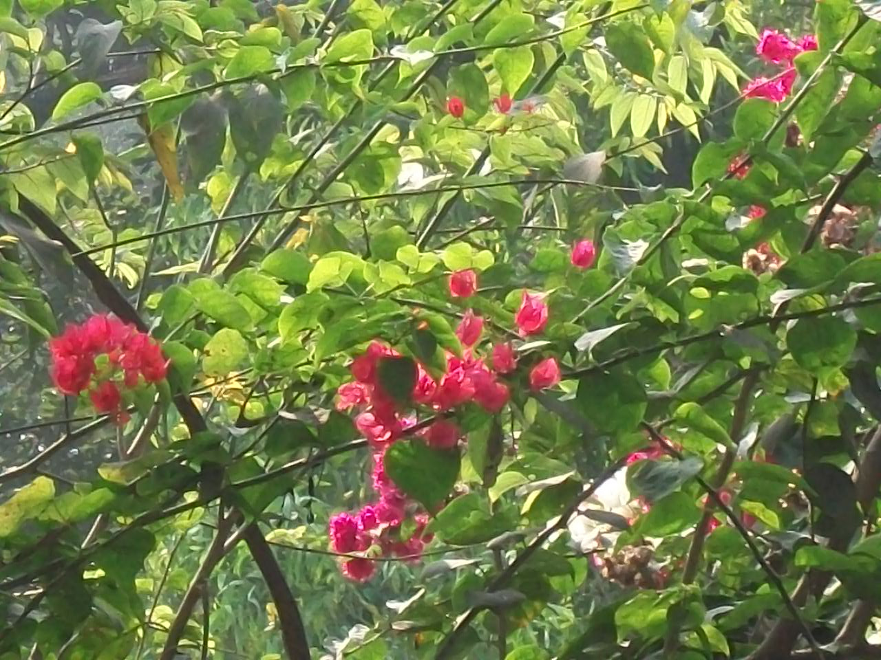 Kodak EASYSHARE C180 DIGITAL CAMERA sample photo. Nice flower photography
