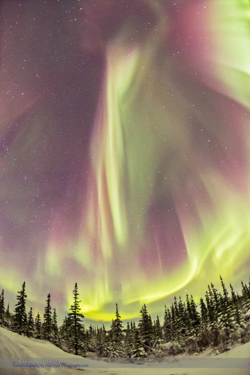 Canon EOS 6D + Canon EF 15mm F2.8 Fisheye sample photo. Vertical curtains of aurora over the boreal forest photography