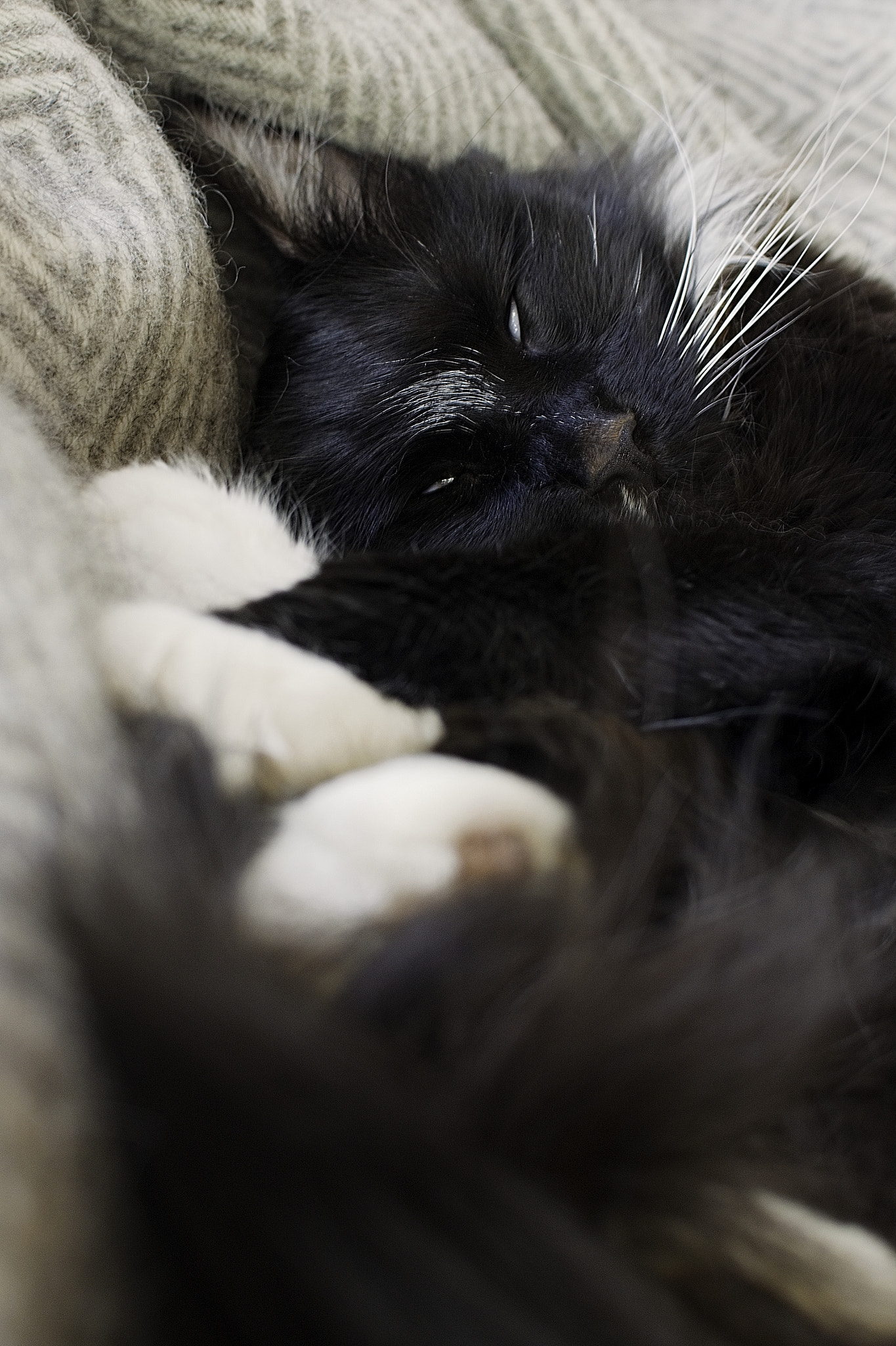 Nikon 1 Nikkor 18.5mm F1.8 sample photo. Charlie sleep photography