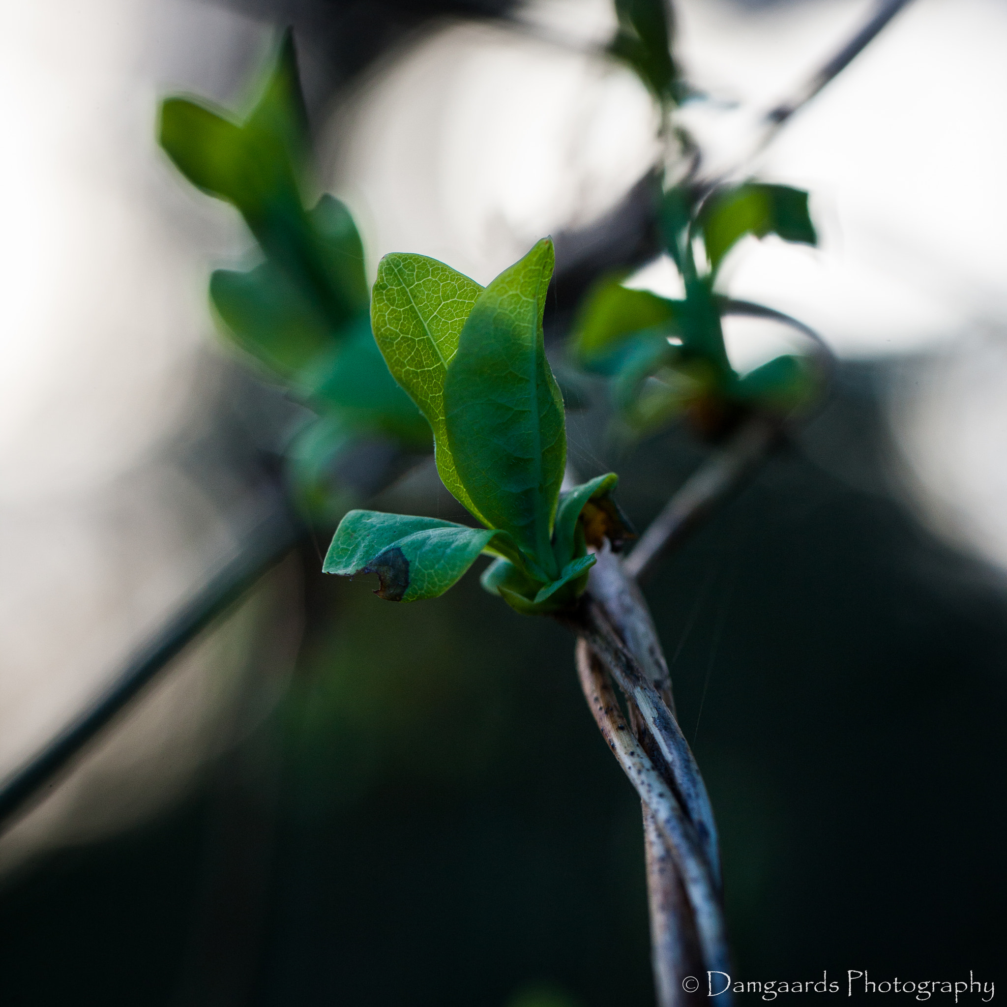 Canon EOS-1Ds Mark III sample photo. Spring is coming photography