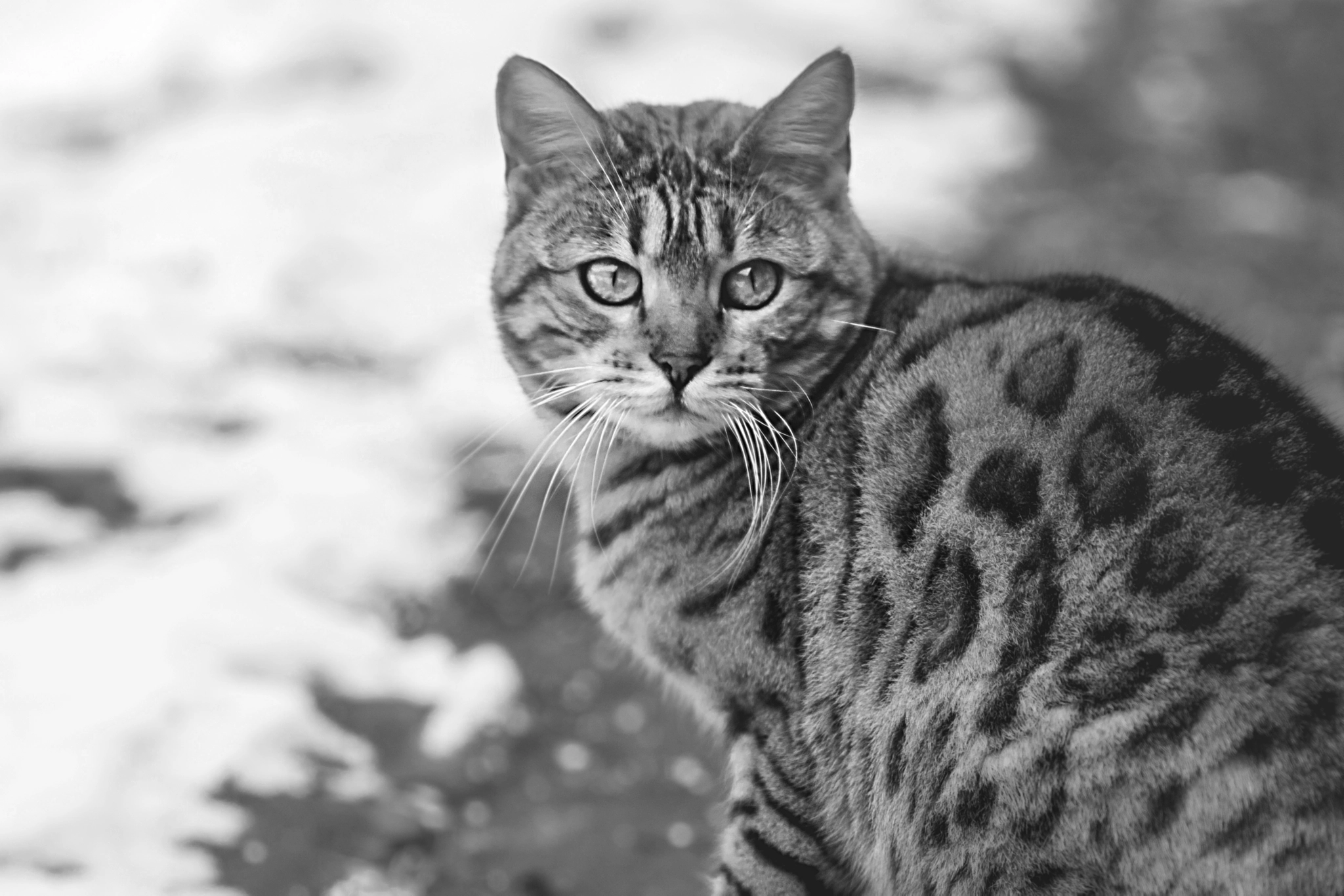 Nikon AF-Nikkor 80-200mm F2.8D ED sample photo. Bengal cat photography