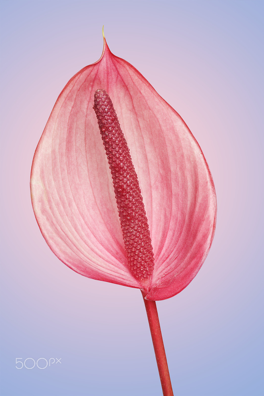 Canon EOS 5D Mark II + Sigma 70mm F2.8 EX DG Macro sample photo. Anthurium photography