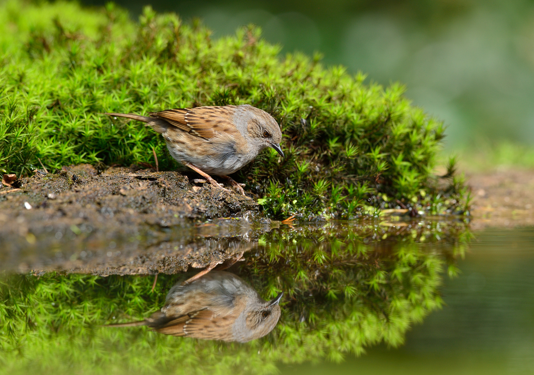 Nikon AF-S Nikkor 400mm F2.8D ED-IF II sample photo. Heggenmus photography