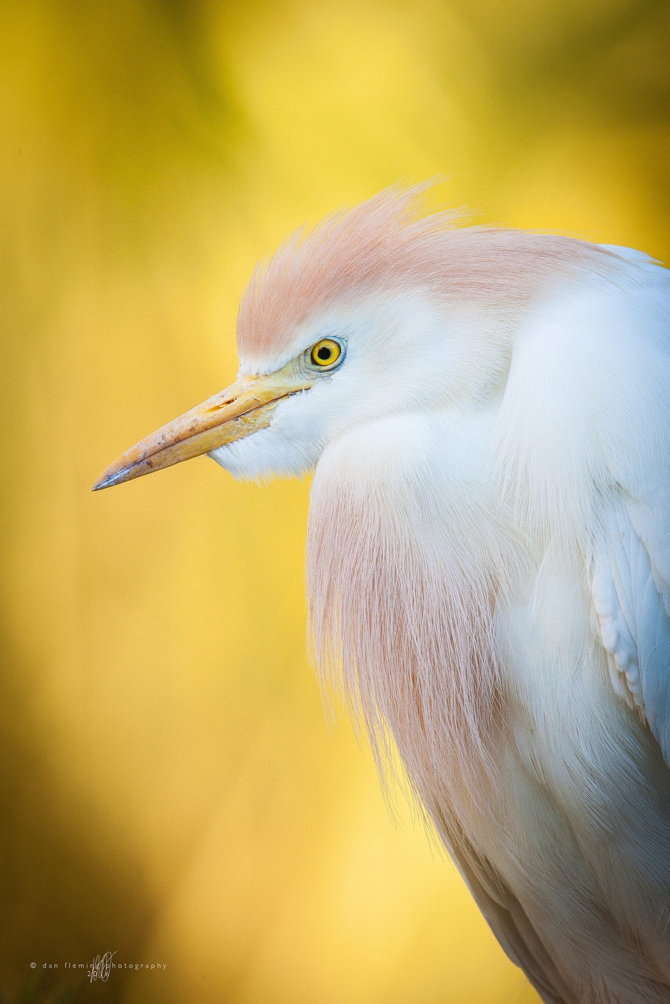 Canon EF 600mm f/4L IS sample photo. Resting in the shade photography
