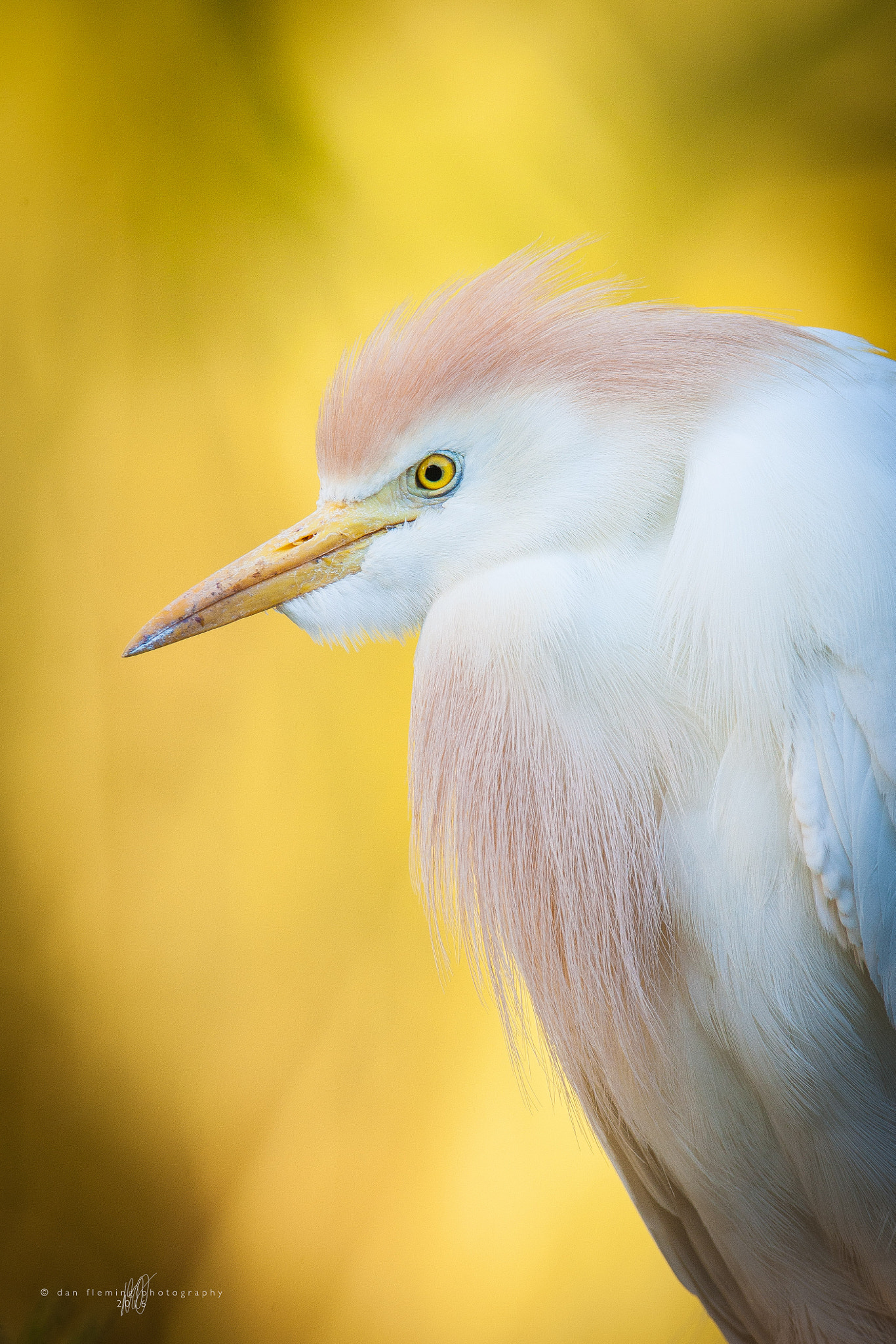 Canon EOS-1Ds Mark III + Canon EF 600mm f/4L IS sample photo. Resting in the shade photography