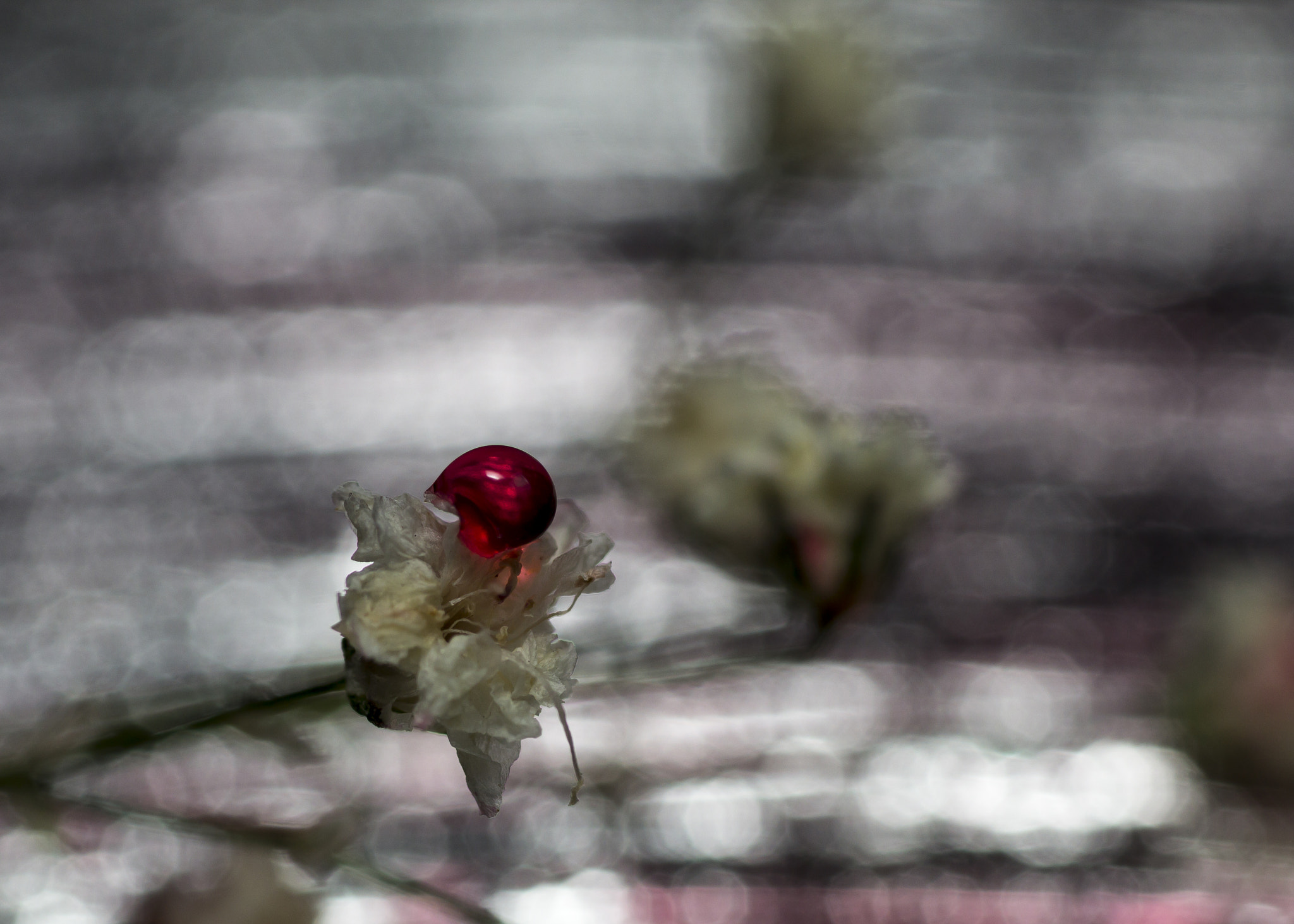 Sigma 70mm F2.8 EX DG Macro sample photo. Red photography