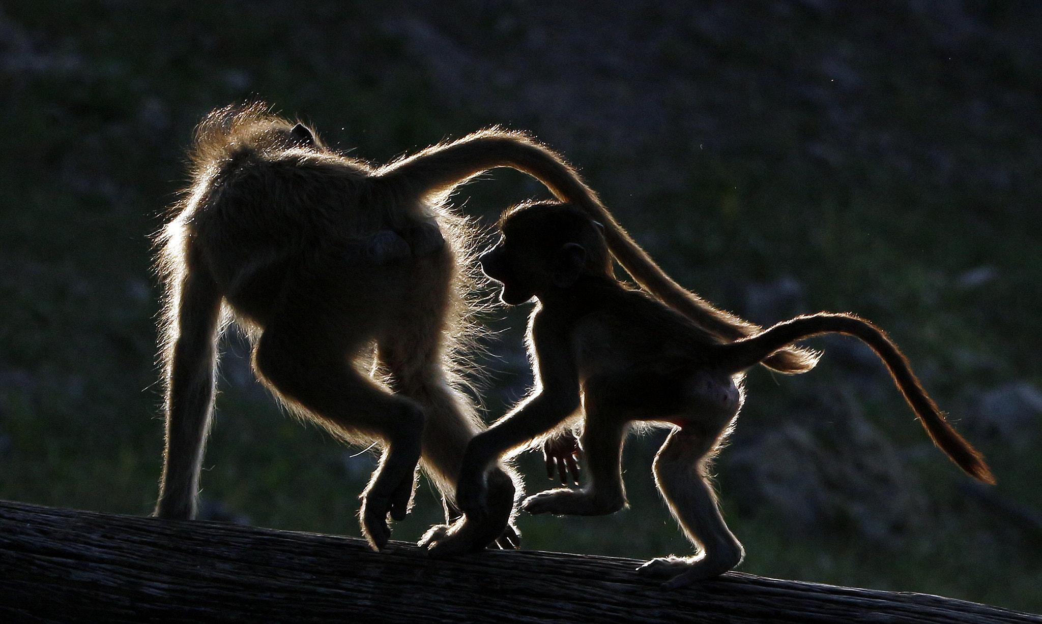 Canon EOS 650D (EOS Rebel T4i / EOS Kiss X6i) + Tamron SP 150-600mm F5-6.3 Di VC USD sample photo. Baboons playing photography