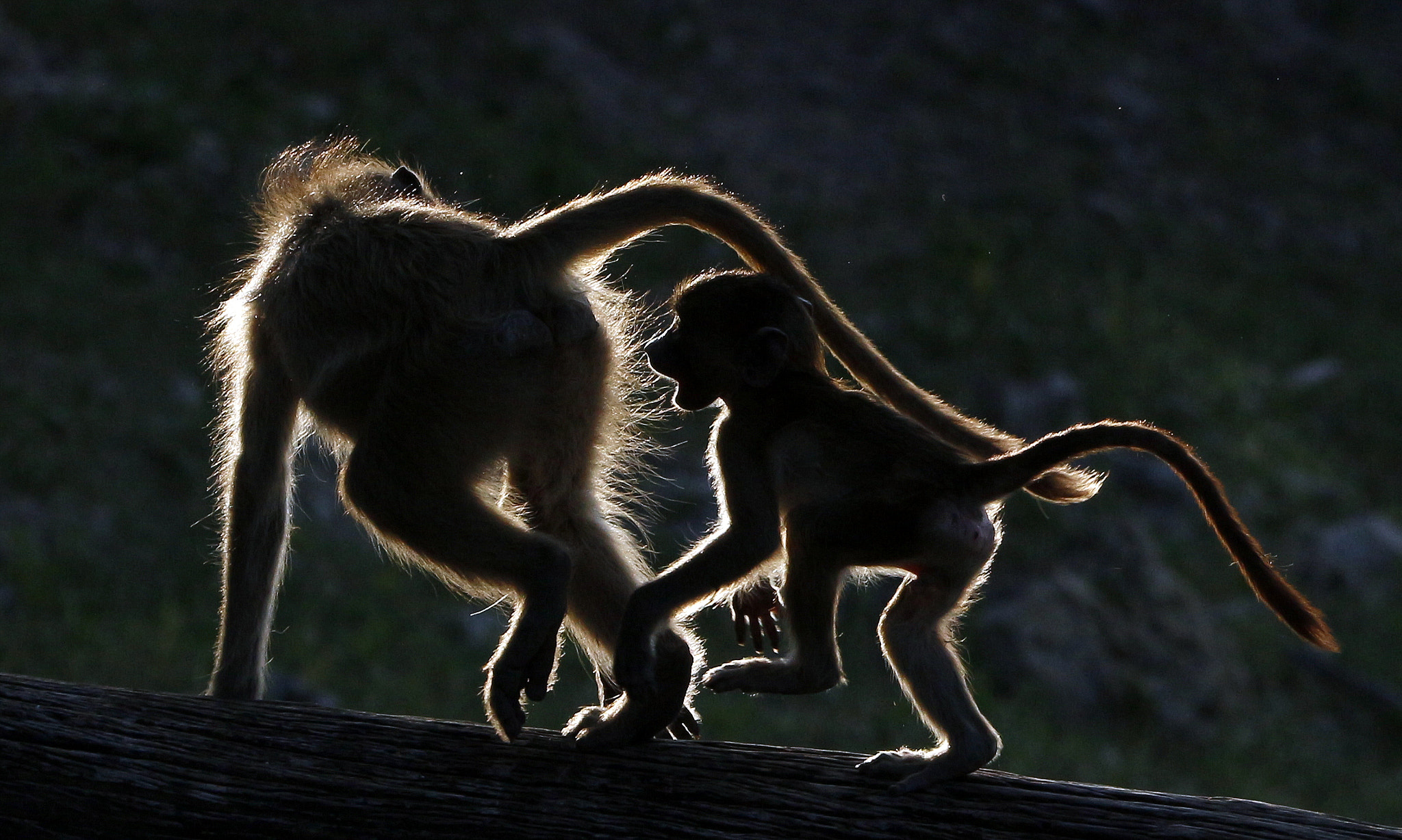 Tamron SP 150-600mm F5-6.3 Di VC USD sample photo. Baboons playing photography