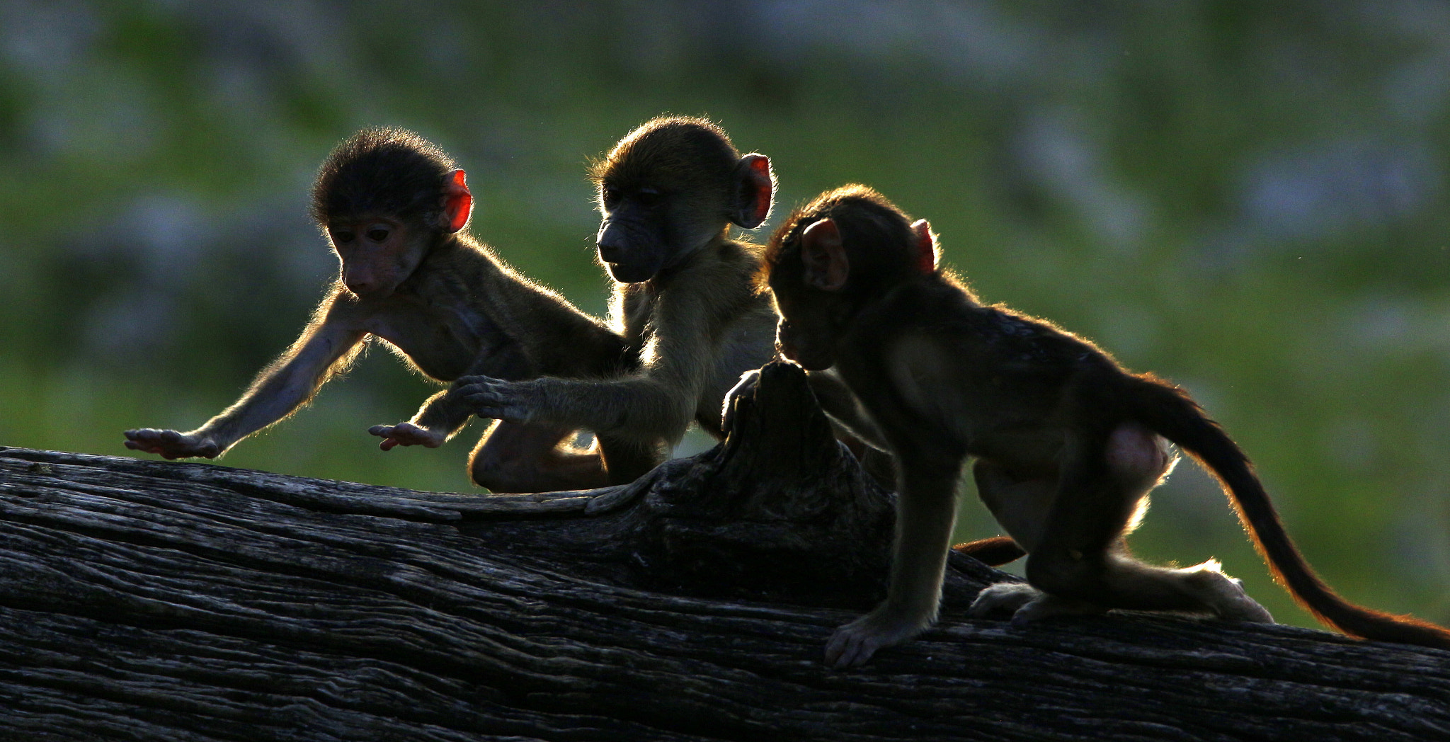 Tamron SP 150-600mm F5-6.3 Di VC USD sample photo. Baboons playing photography