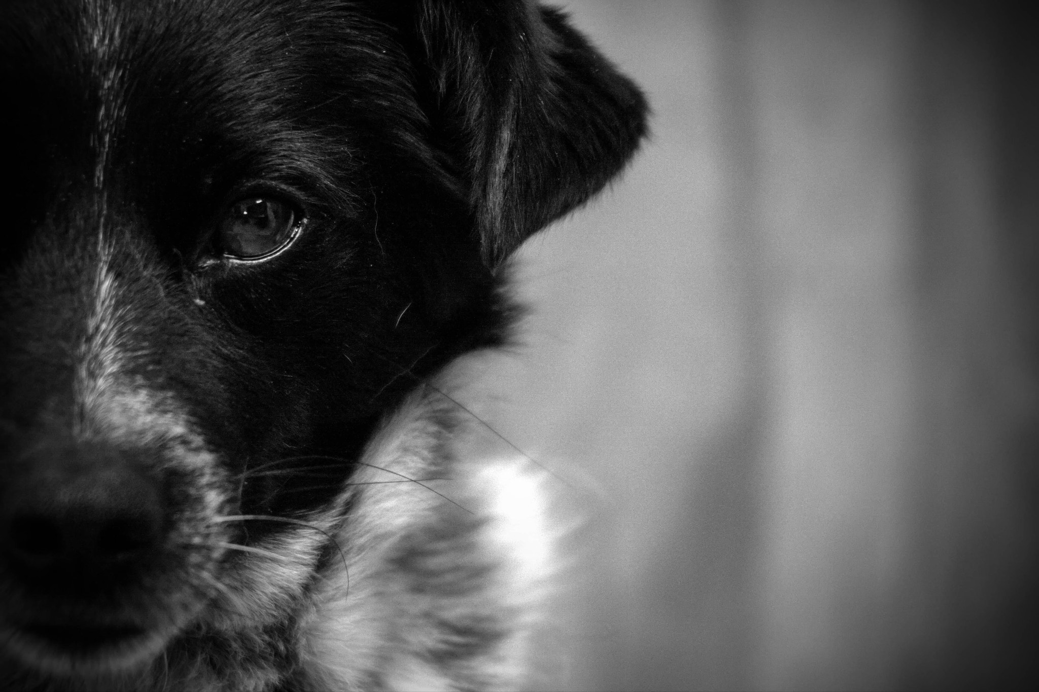 Canon EF 90-300mm F4.5-5.6 sample photo. Little shining eyes, little darling photography