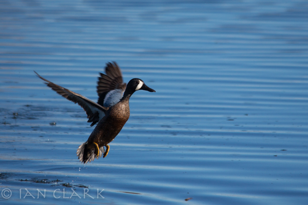 Sigma 150-500mm F5-6.3 DG OS HSM sample photo. Blue-wing teal photography