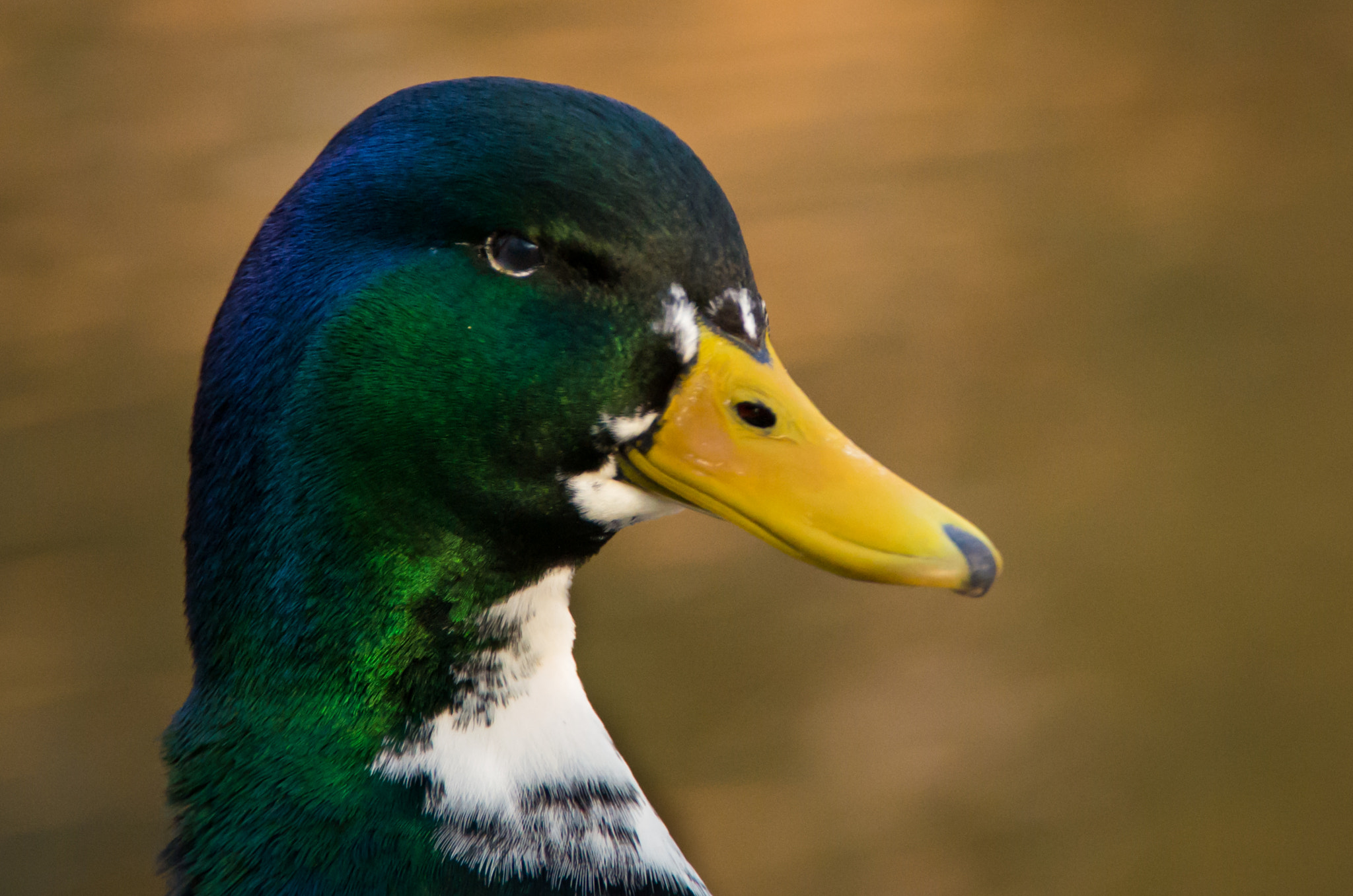 Pentax K-5 II sample photo. Duck portrait photography