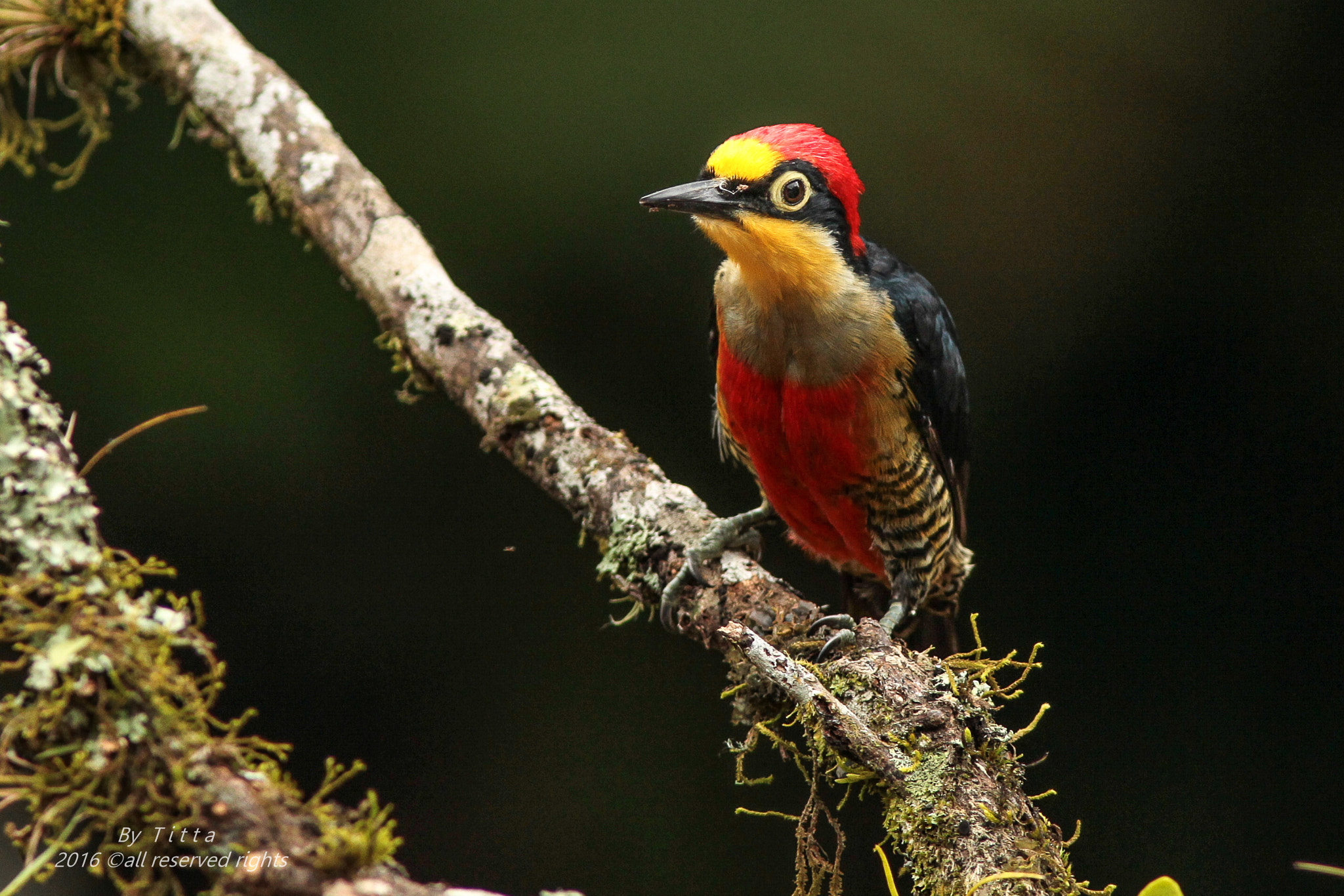 Canon EF 300mm F4L IS USM sample photo. Benedito de  testa amarela photography
