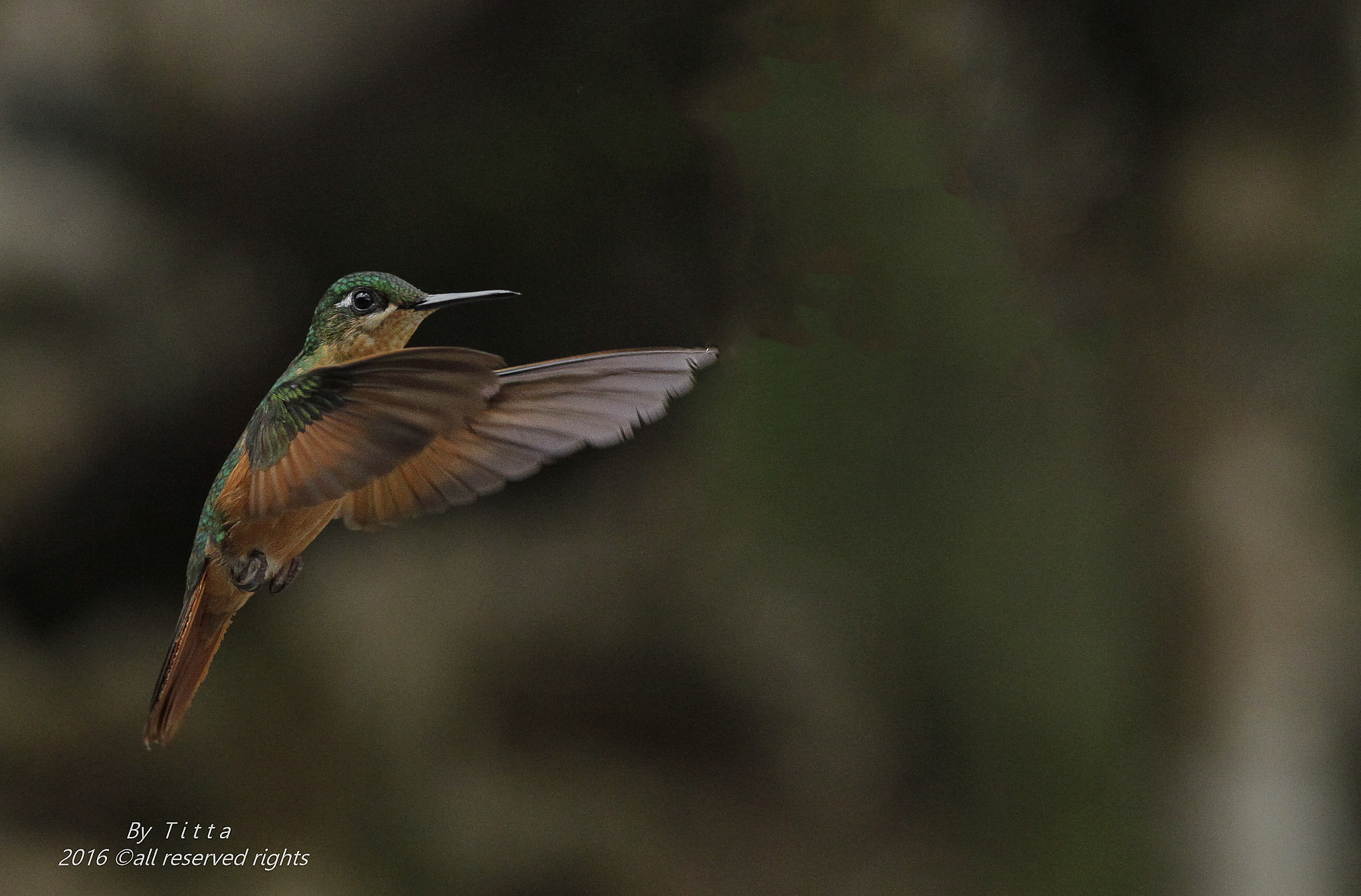 Canon EF 300mm F4L IS USM sample photo. Beija flor de fronte  violeta-femea photography