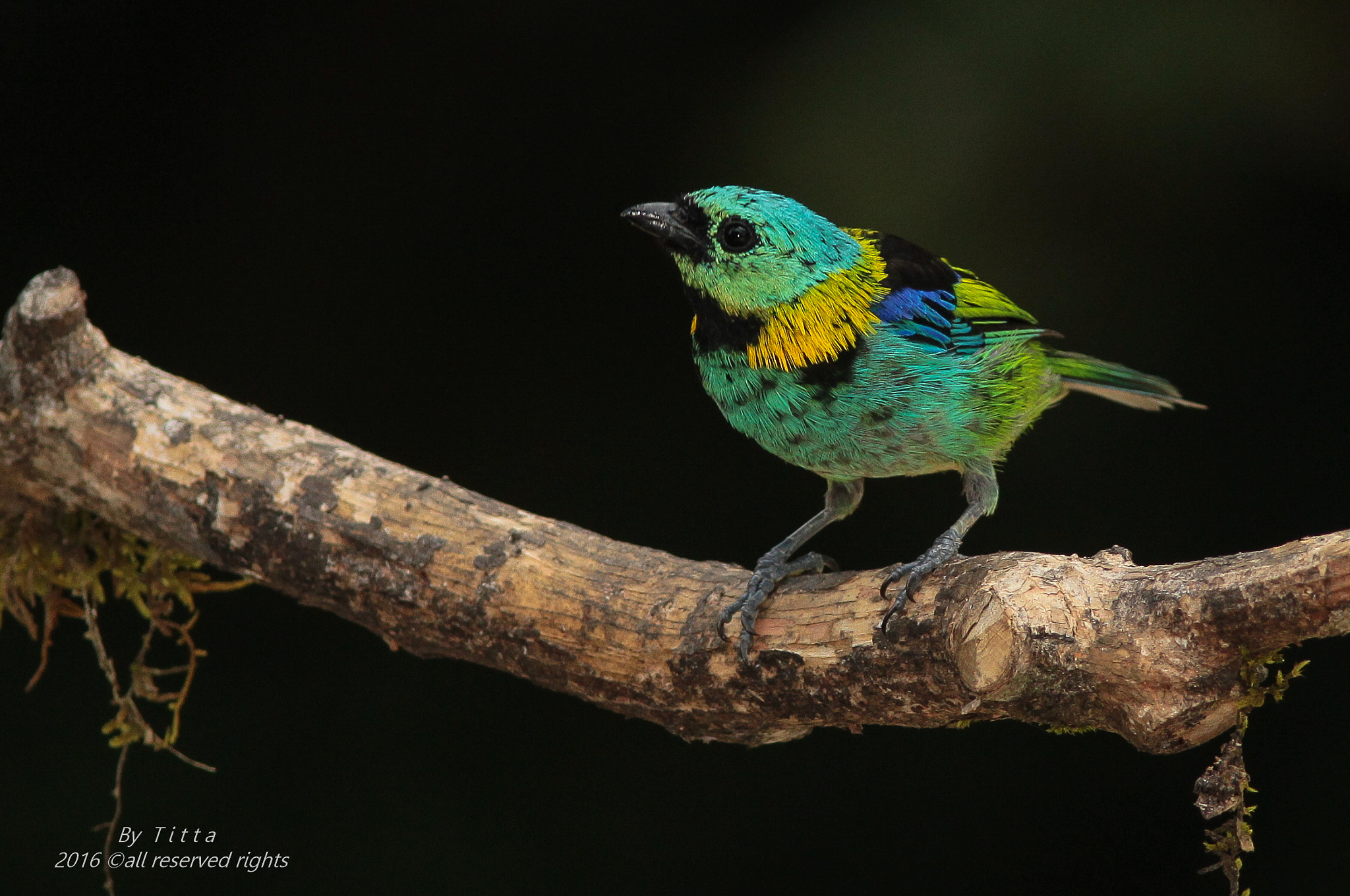 Canon EF 300mm F4L IS USM sample photo. Saíra sete cores- macho photography