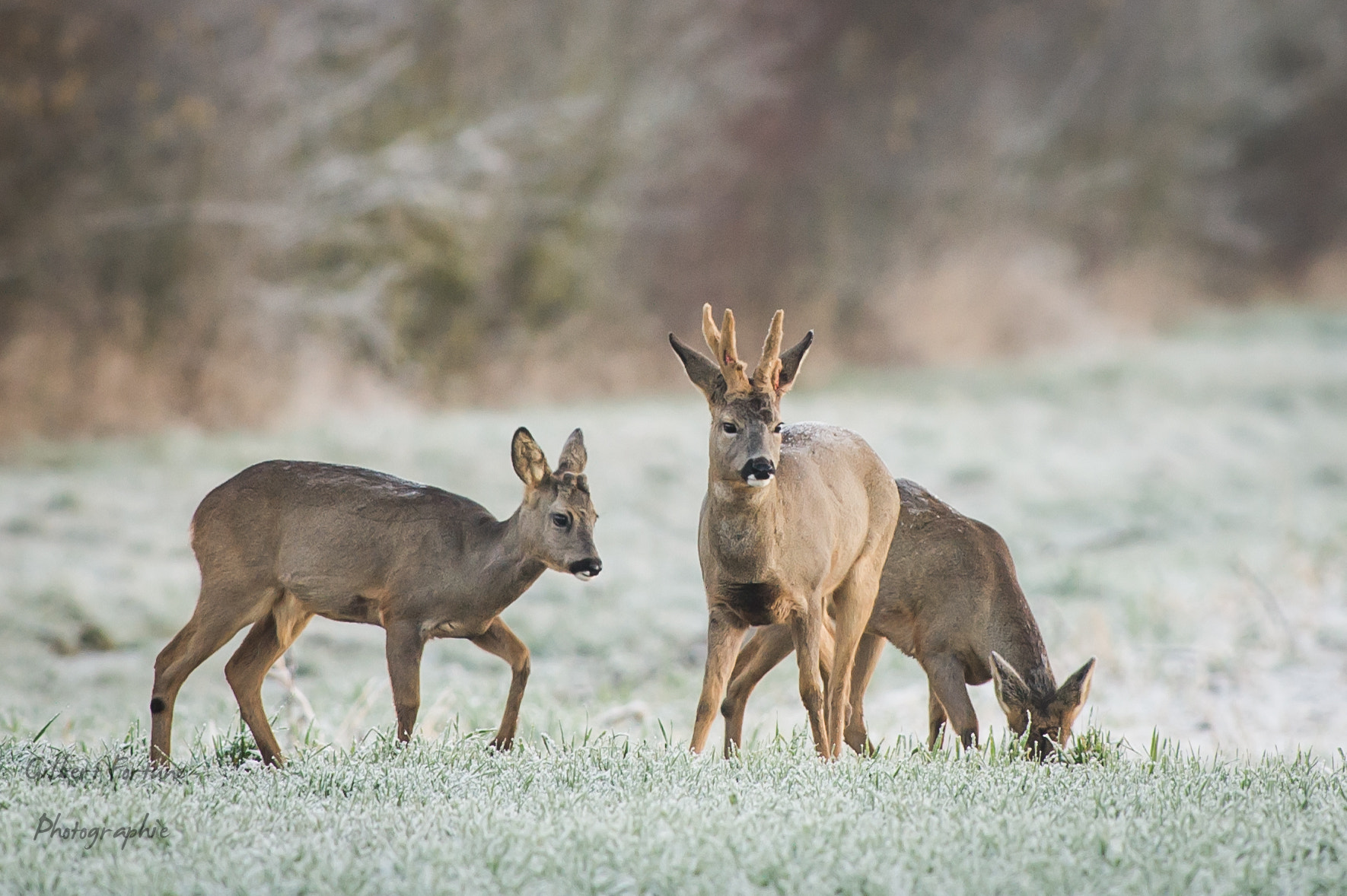 Nikon AF-S Nikkor 300mm F2.8G ED VR II sample photo. En famille photography