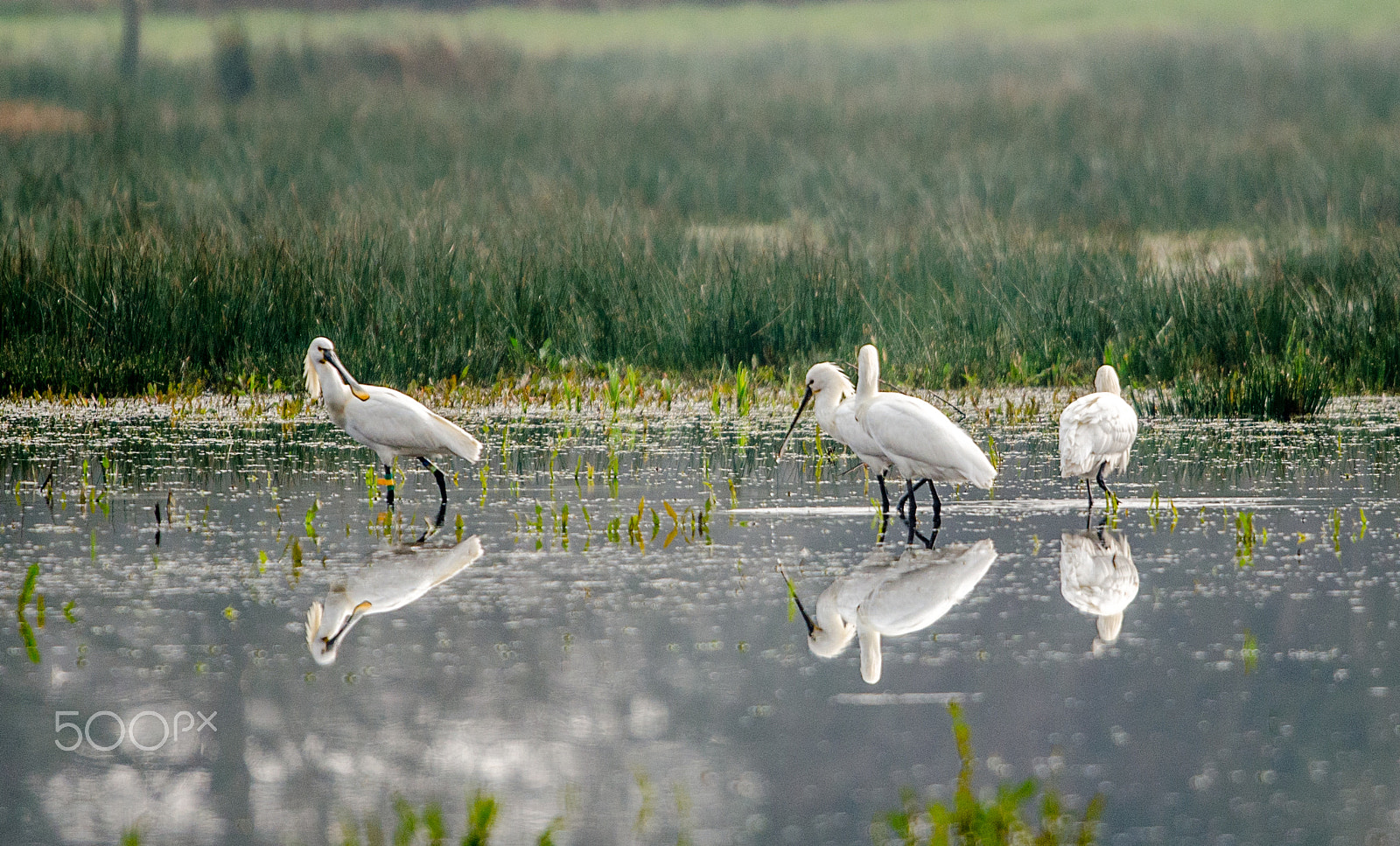 Nikon D5100 + Sigma 500mm F4.5 EX DG HSM sample photo. Spoonbills at catcott photography