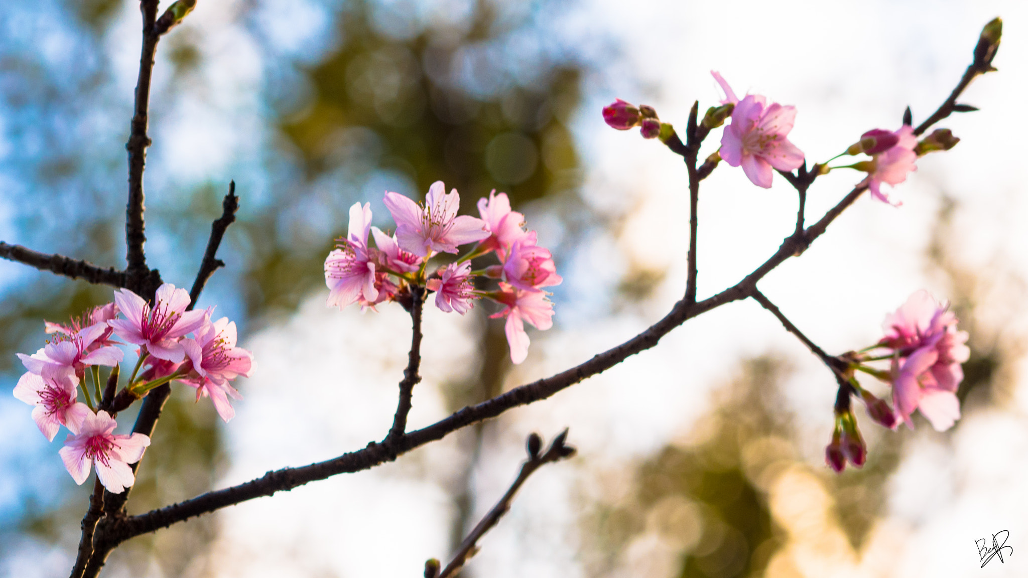 Panasonic Lumix DMC-GX7 + Olympus M.Zuiko Digital ED 75mm F1.8 sample photo. First cherry blossoms photography