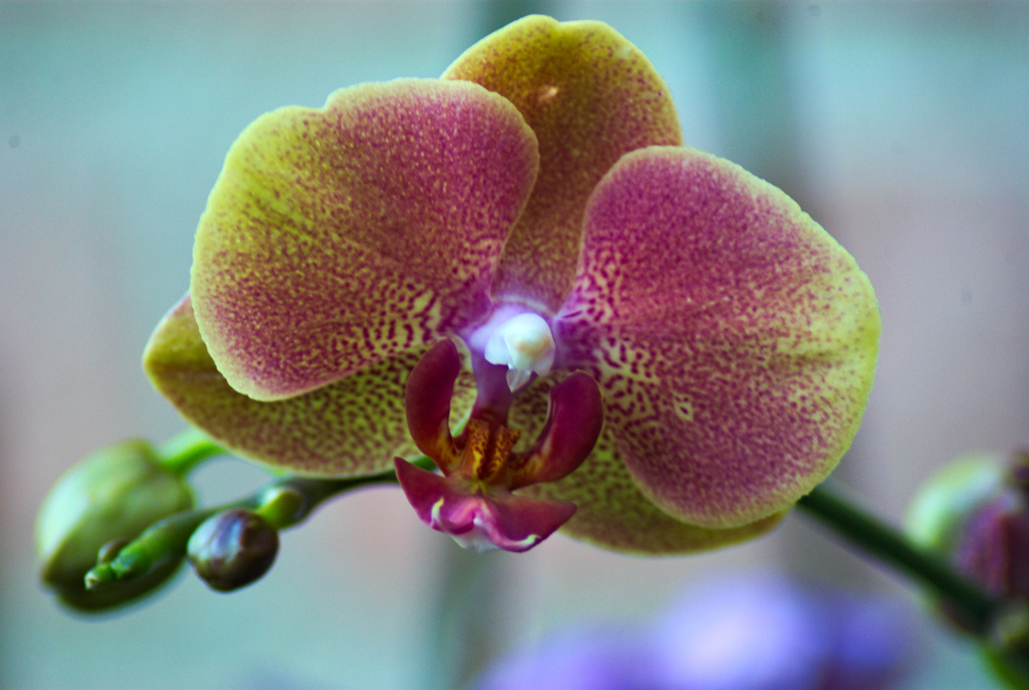 Pentax K10D sample photo. Orchid photography