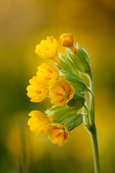 Sigma APO Macro 150mm f/2.8 EX DG HSM sample photo. Oxlip photography