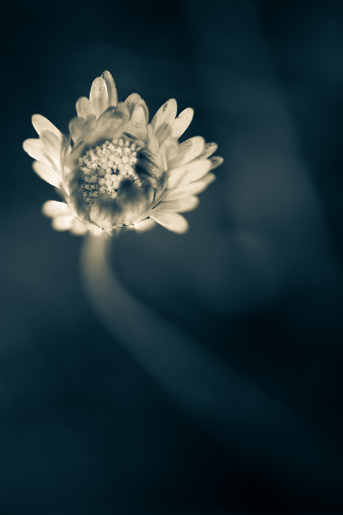 Tamron SP AF 180mm F3.5 Di LD (IF) Macro sample photo. Made lief. photography