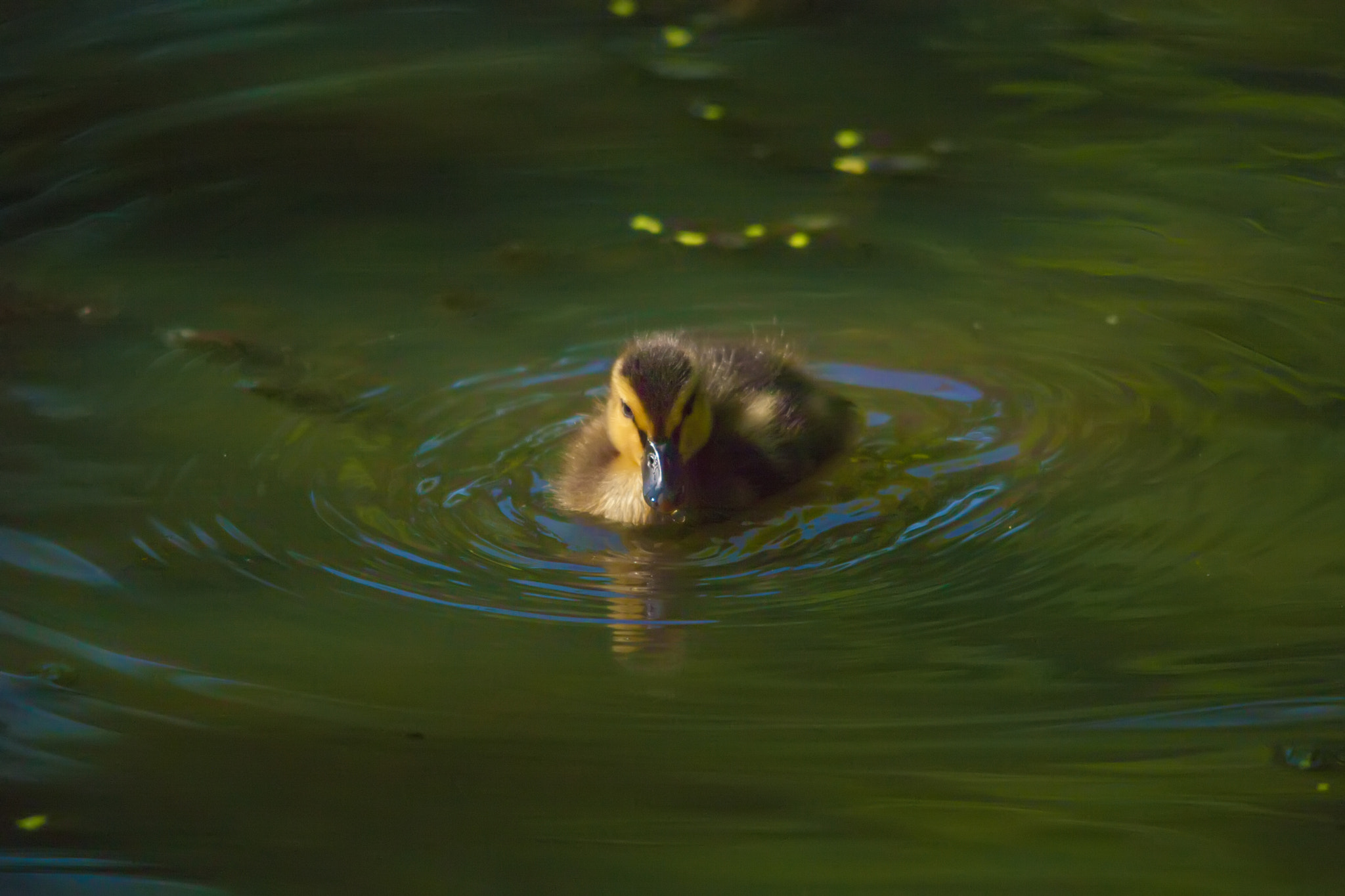 Sigma 150-500mm F5-6.3 DG OS HSM sample photo. Duckie photography